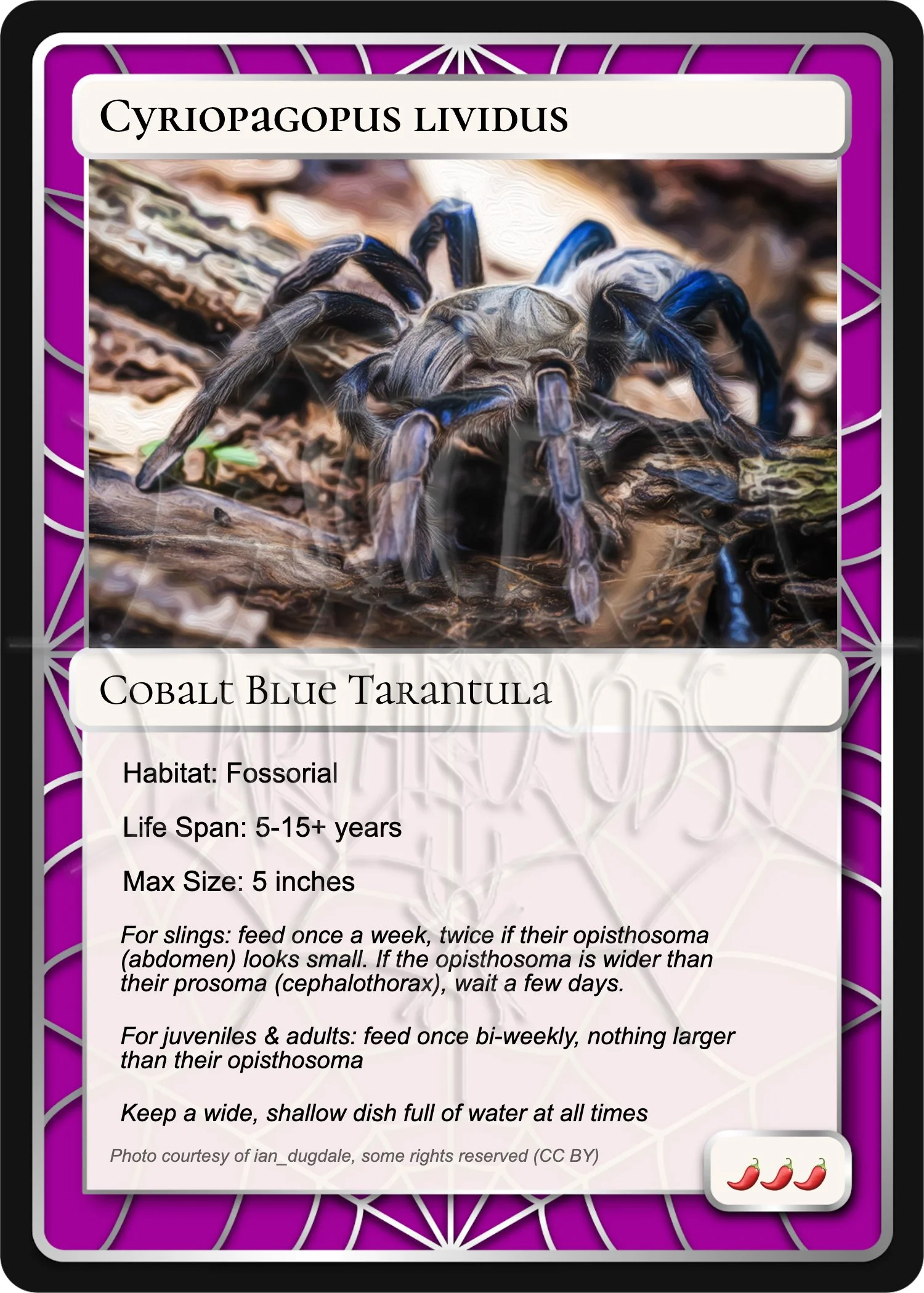 cyriopagopus-lividus-cobalt-blue-card.jpg
