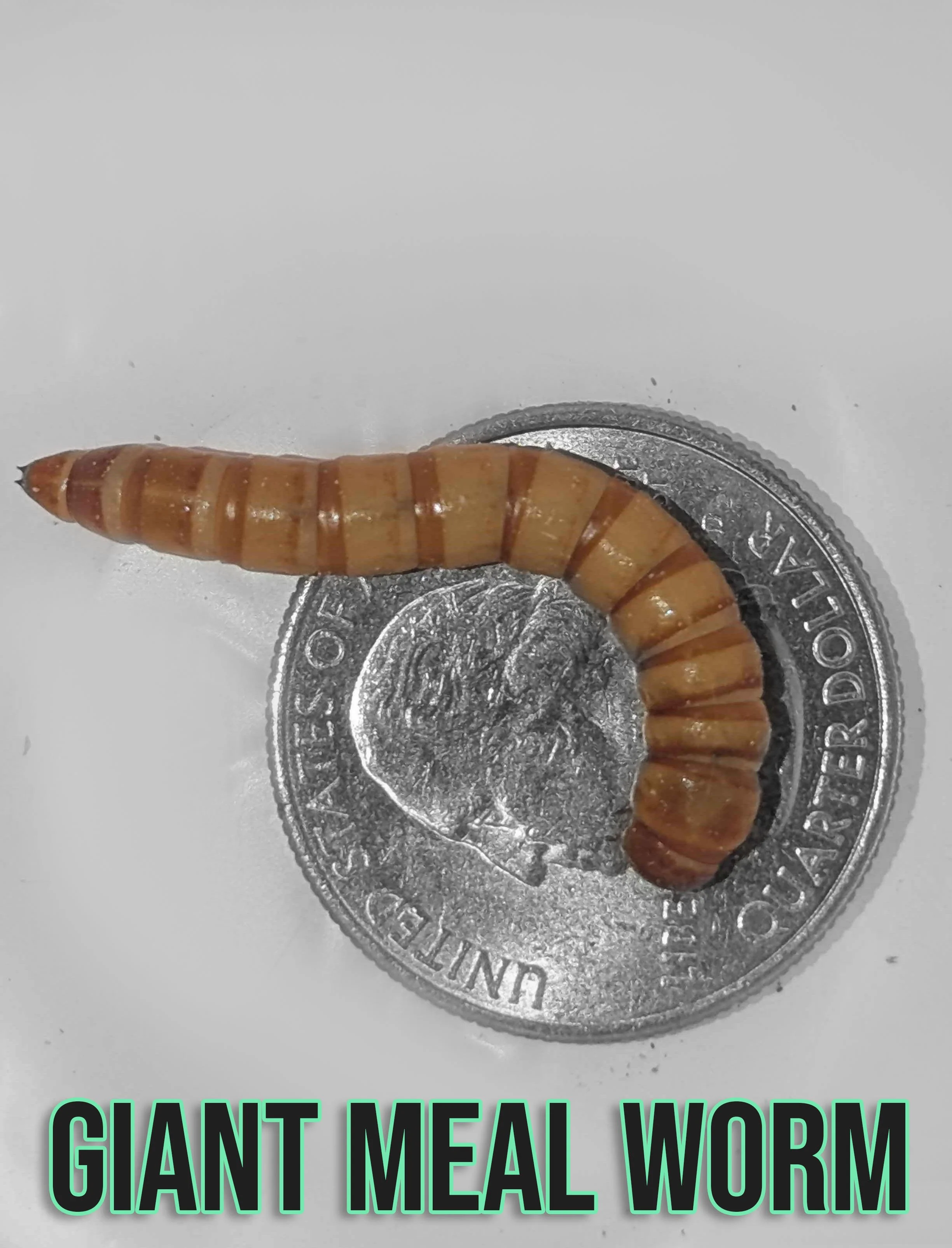 giant meal worm.jpg