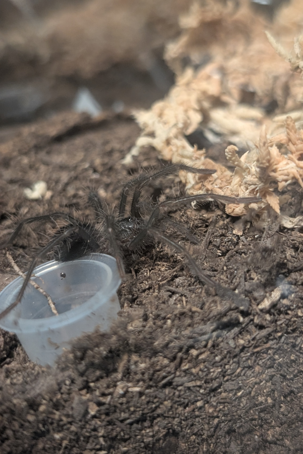 xenesthis-immanis-colombian-lesserblack-tarantula.png