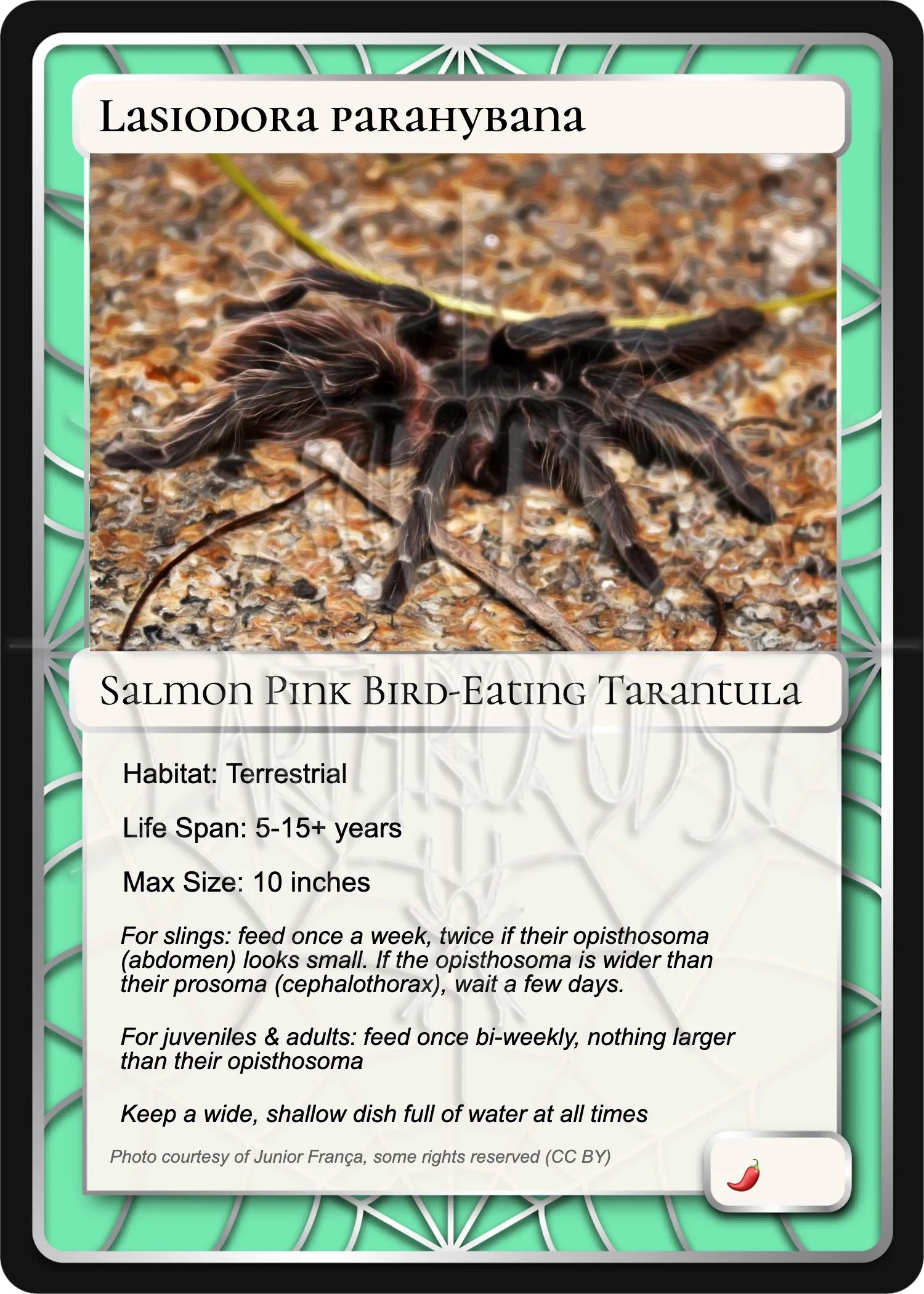 lasiodora-parahybana-salmon-pink-bird-eating-card.jpg