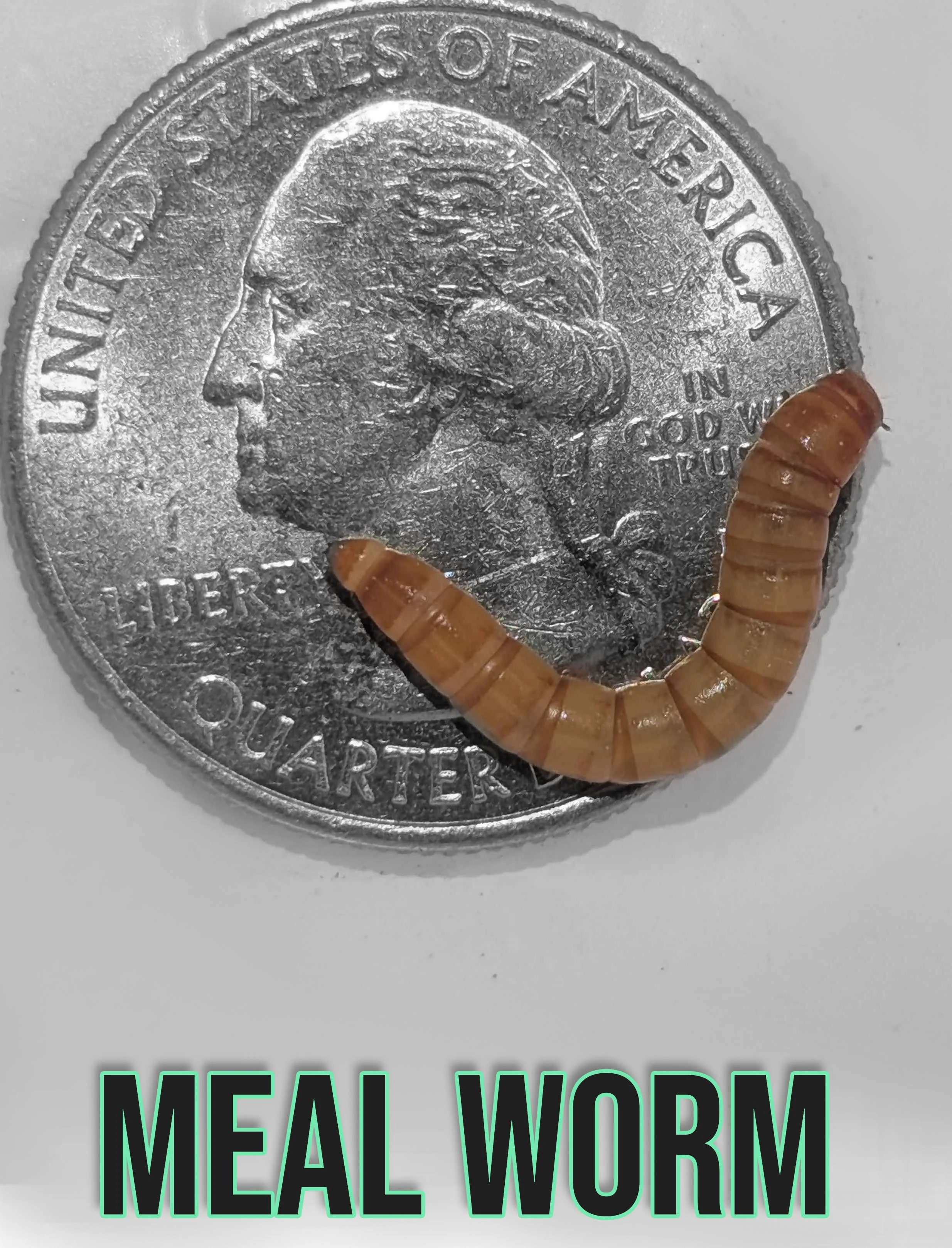 Mealworm.jpg