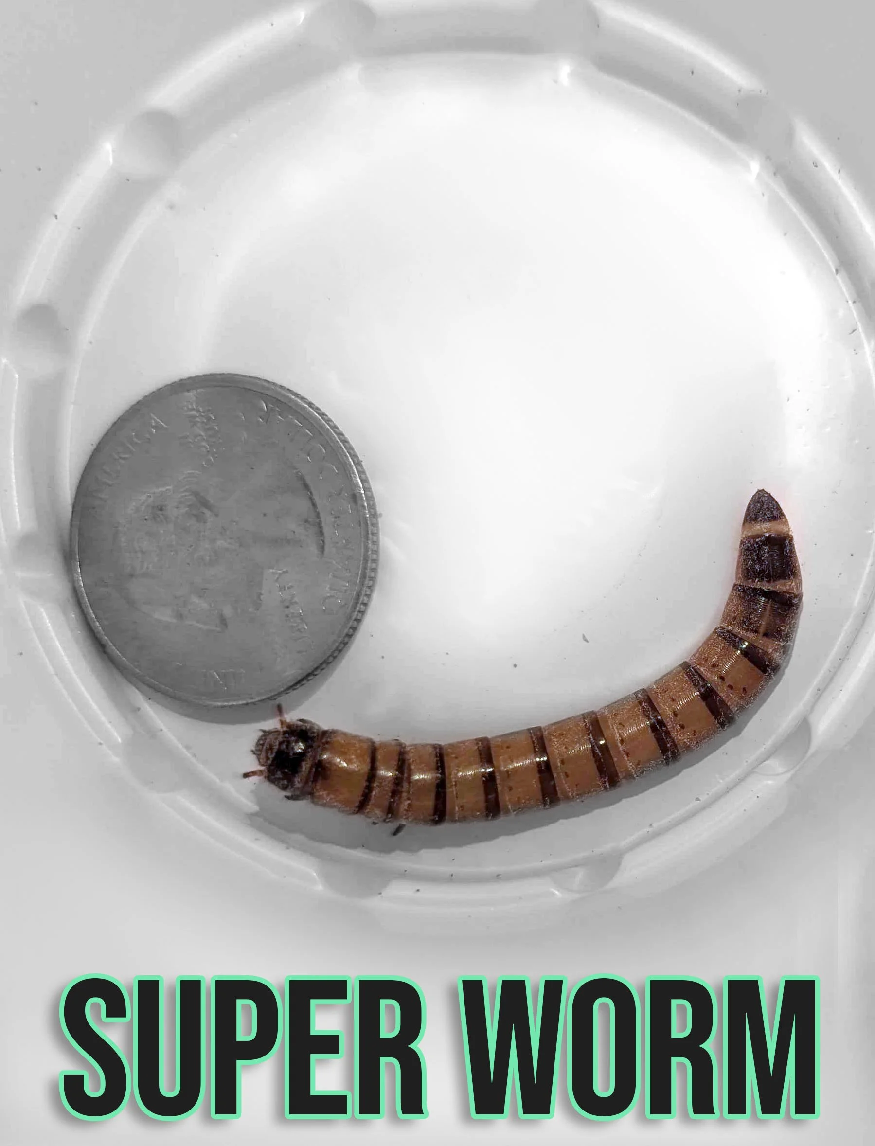 superworm.jpg