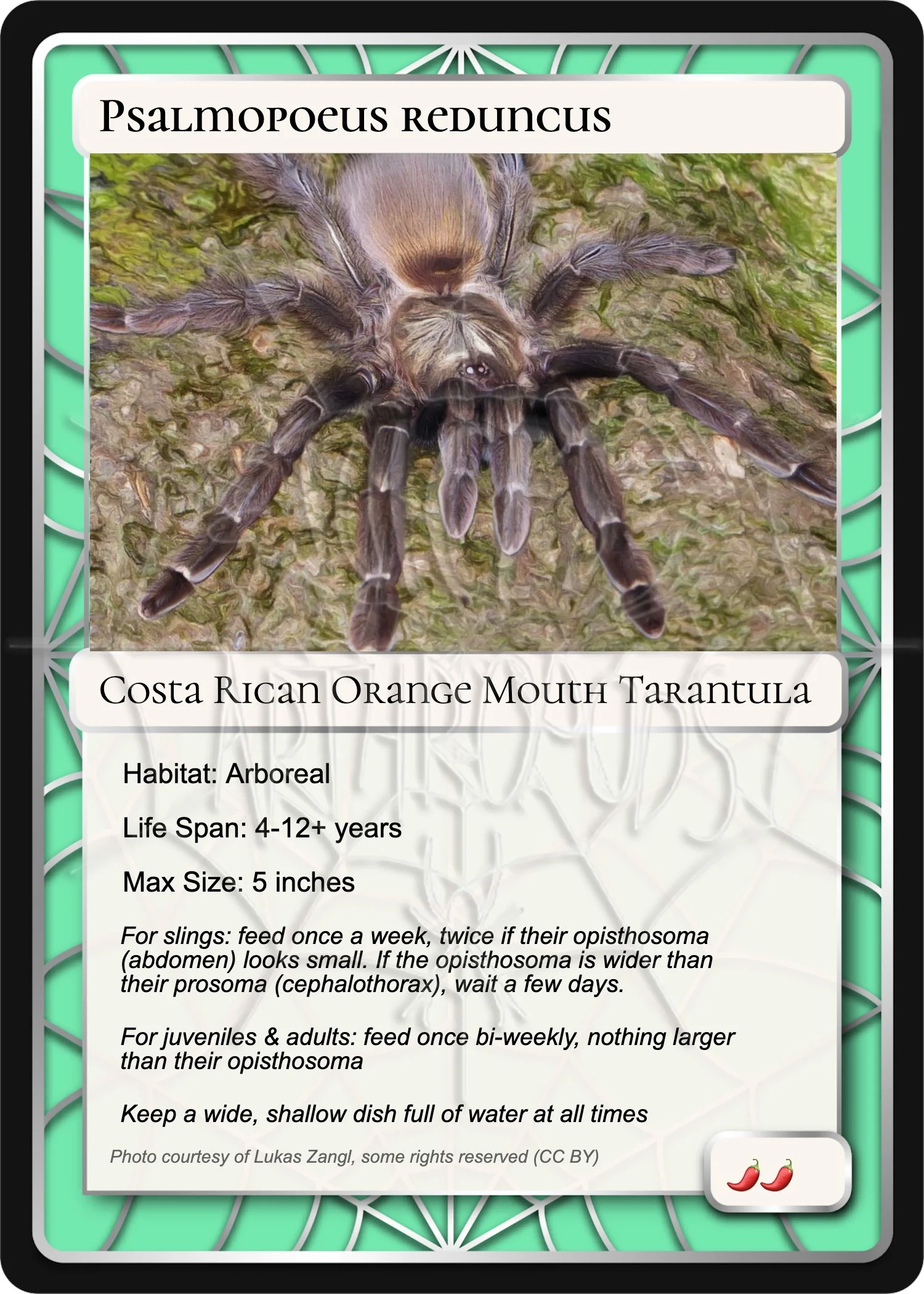psalmopoeus-reduncus-costa-rican-orange-mouth-card.jpg