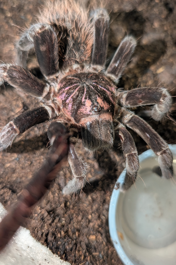 Xenesthis immanis