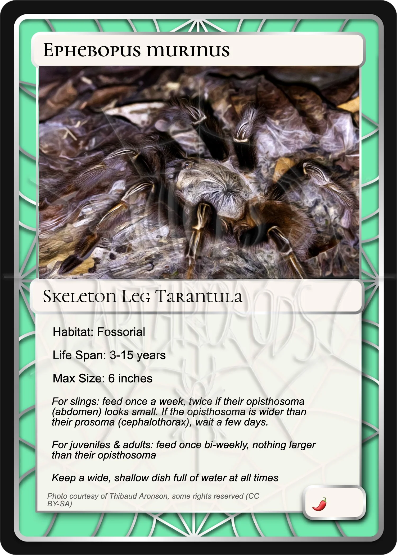 ephebopus-murinus-skeleton-leg-card.jpg