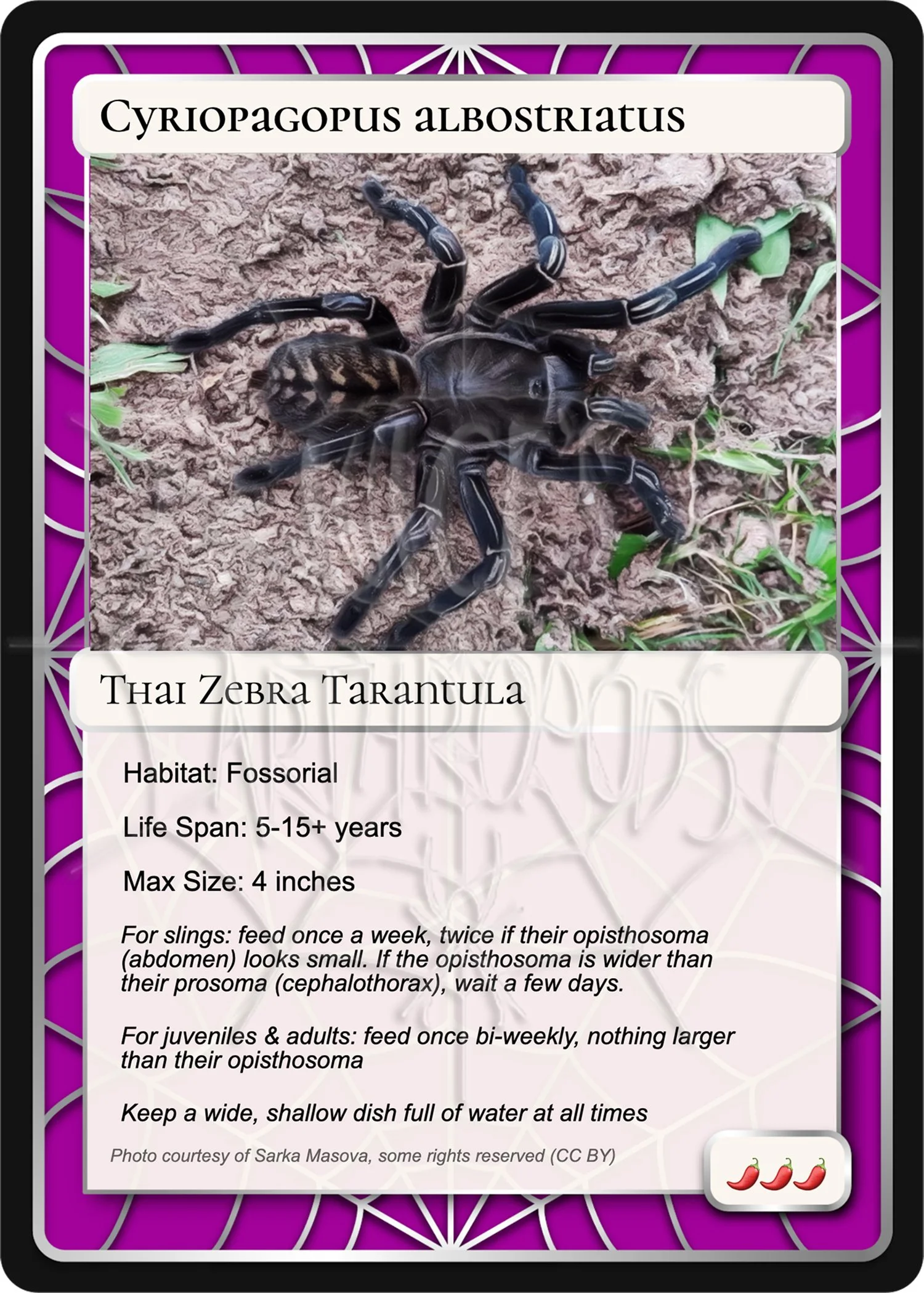 Cyriopagopus albostriatus Card