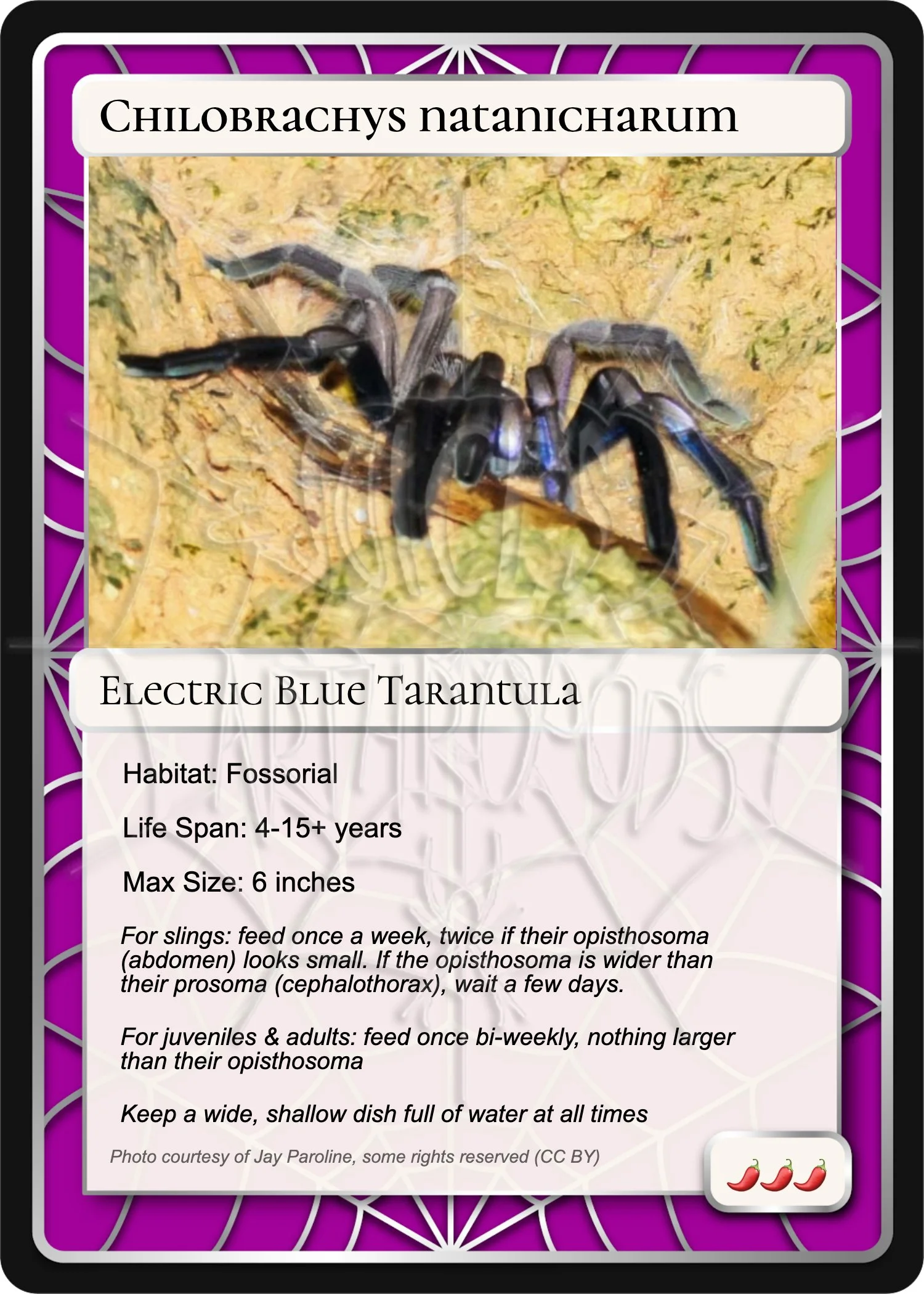chilobrachys-natanicharum-electric-blue-card.jpg