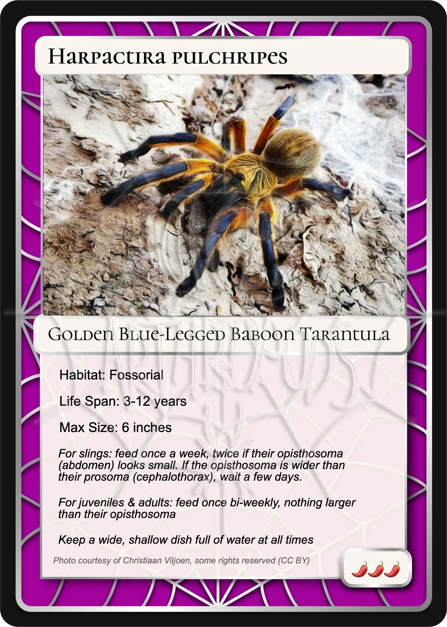 harpactira-pulchripes-golden-blue-legged-card.jpg