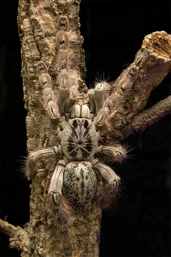 Heteroscodra maculata