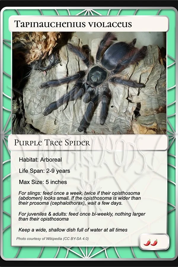tapinauchenius-violaceus-purple-tree-card.jpg