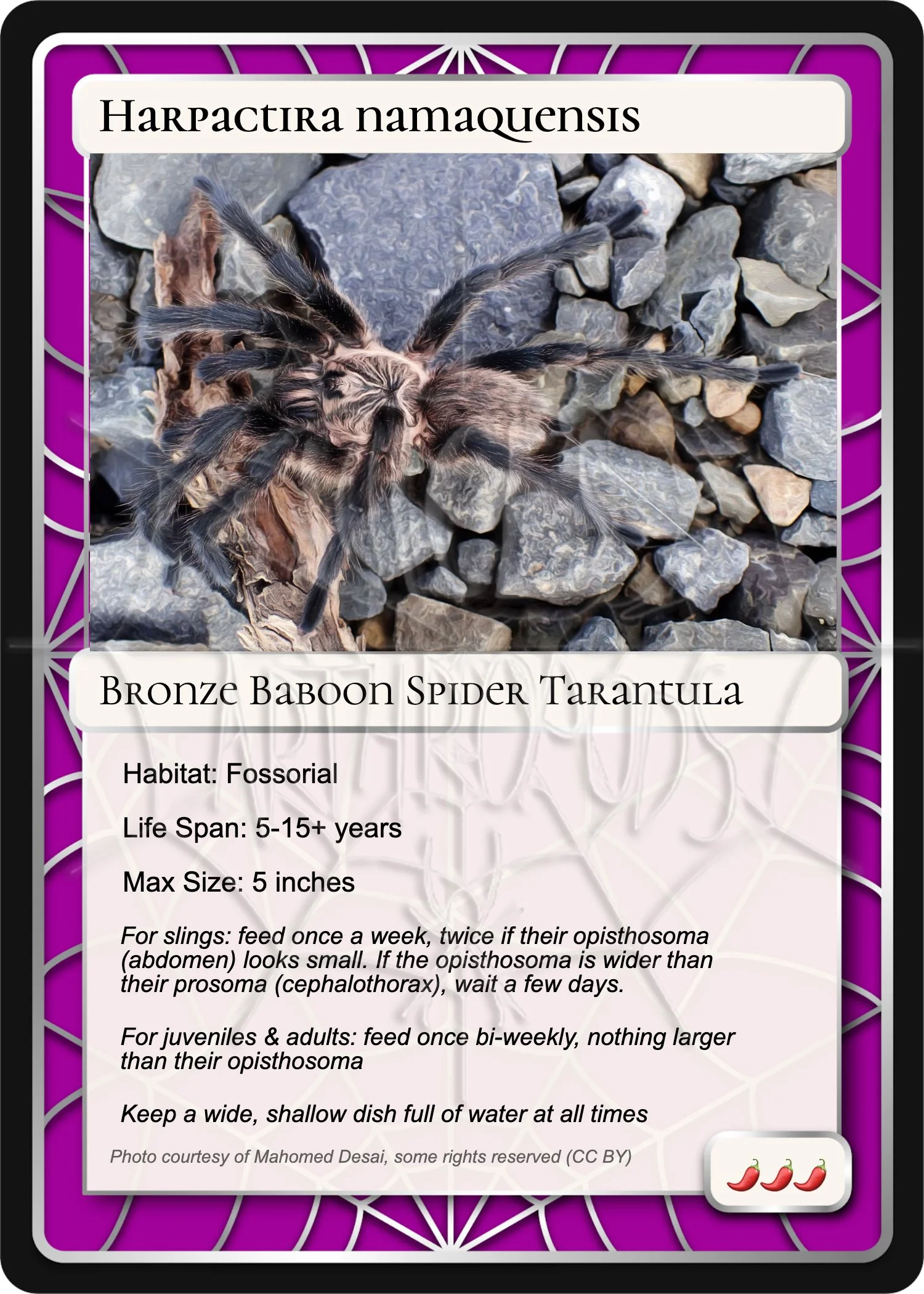 Harpactira namaquensis Card