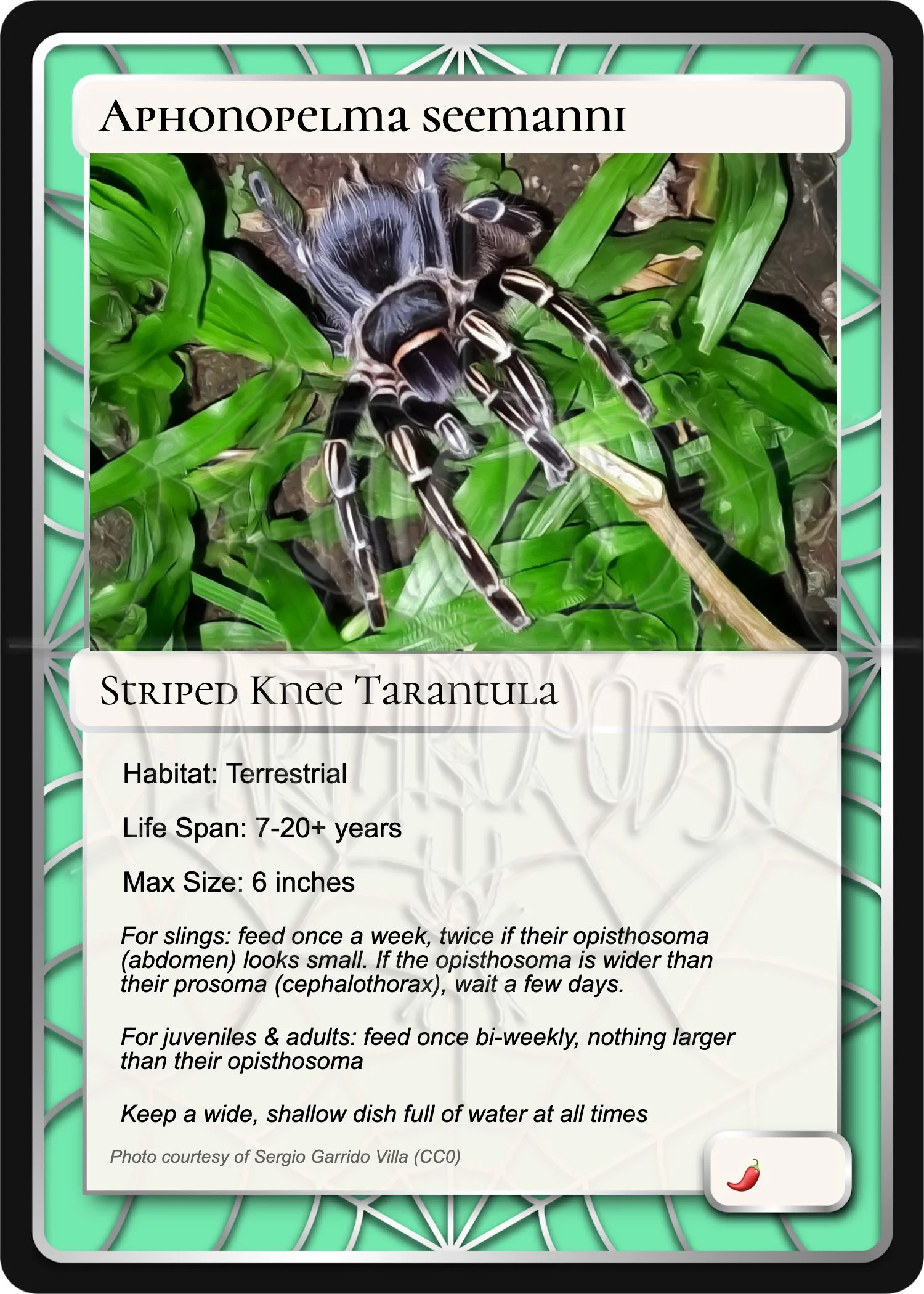 aphonopelma-seemanni-striped-knee-card.jpg