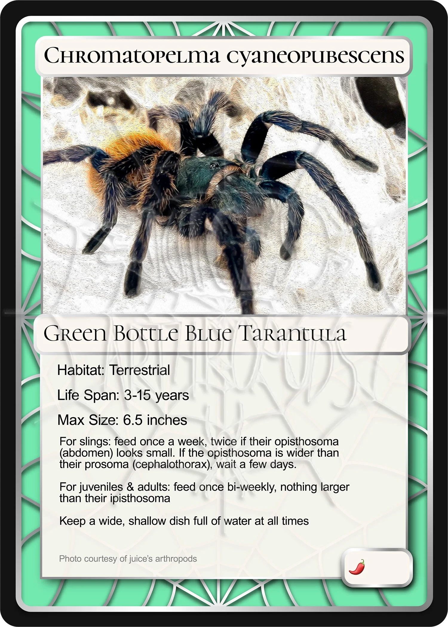 chromatopelma-cyaneopubescens-green-bottle-blue-card.jpg