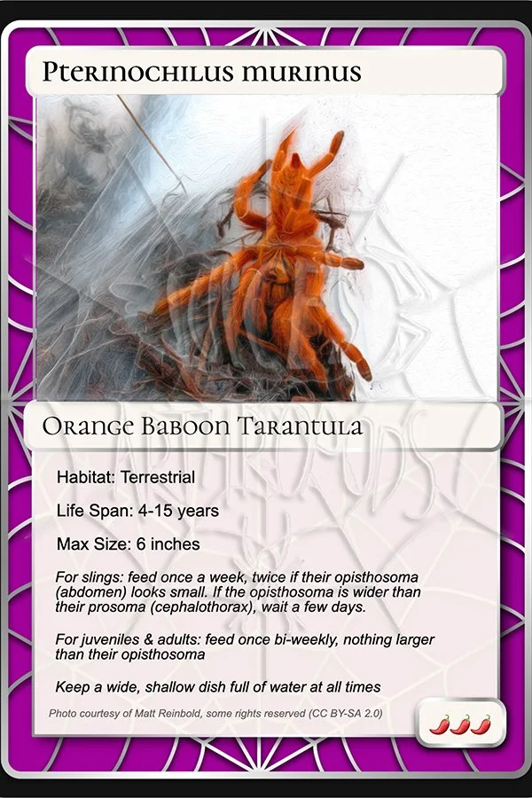 pterinochilus-murinus-orange-baboon-card.jpg