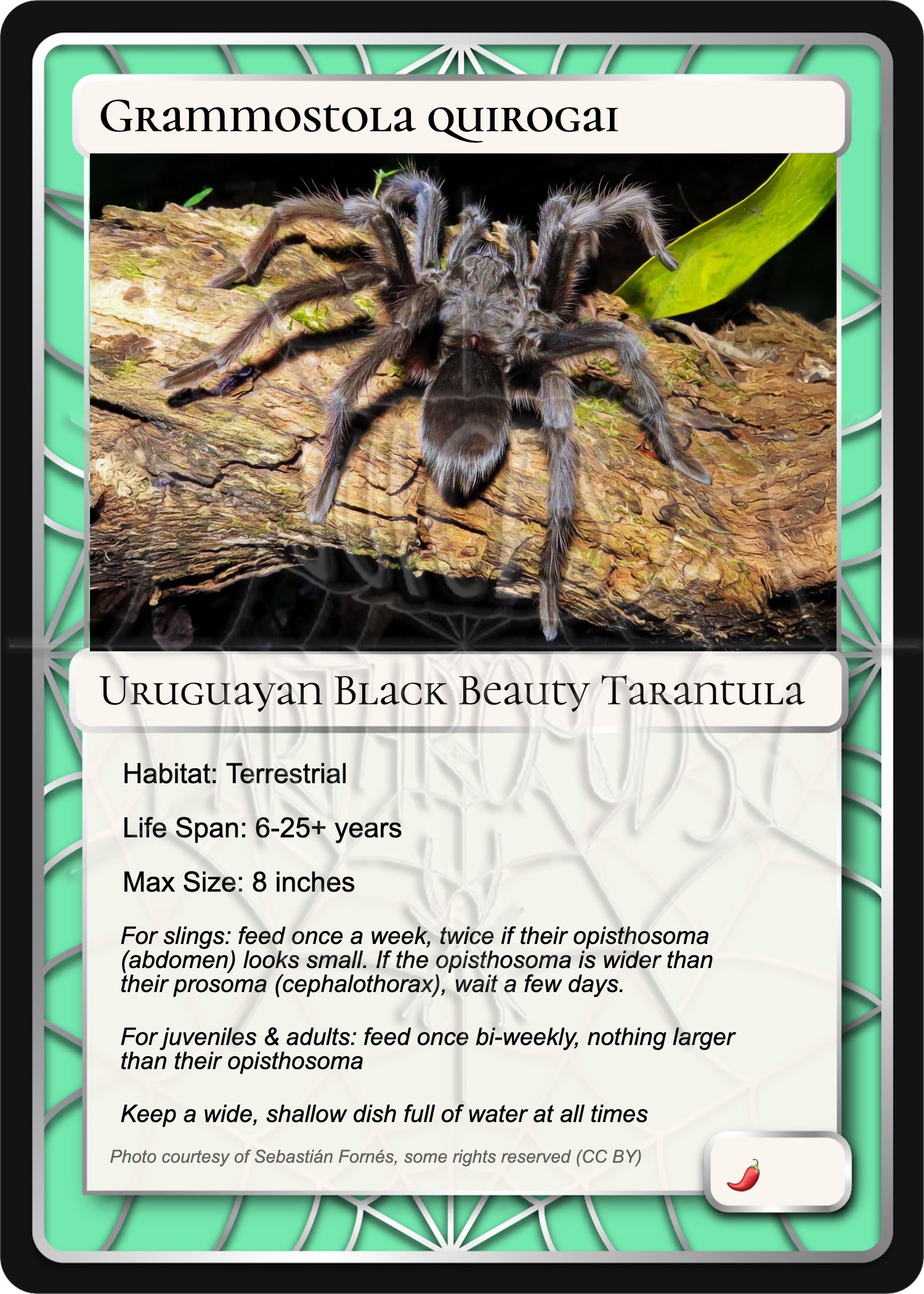 grammostola-quirogai-uruguayan-black-beauty-card.jpg