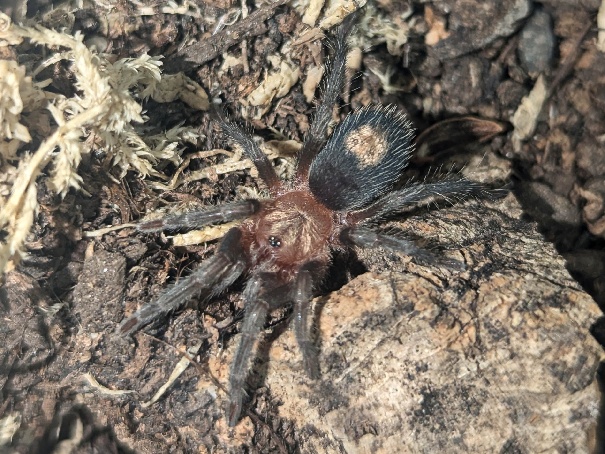 thrixopelma-cyaneolum-cobalt-red-rump-tarantula.jpg