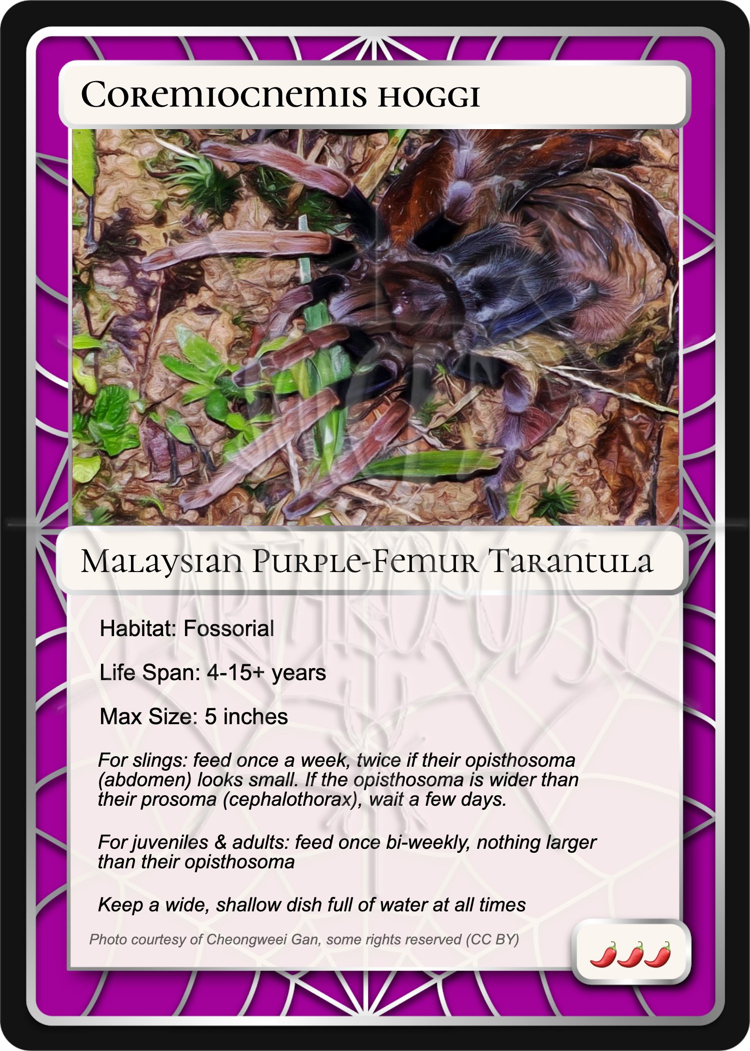 coremiocnemis-hoggi-malaysian-purple-femur-card.jpg