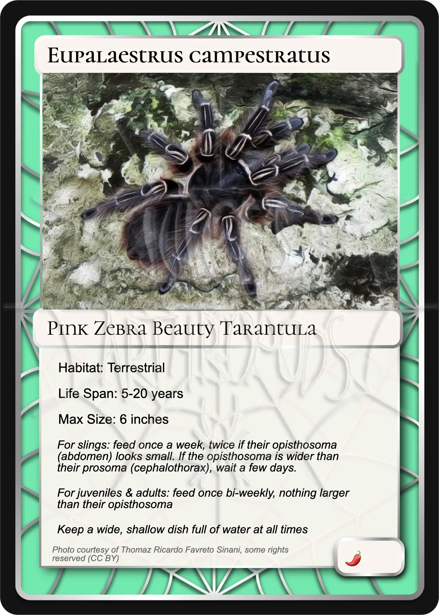 Eupalaestrus campestratus Card