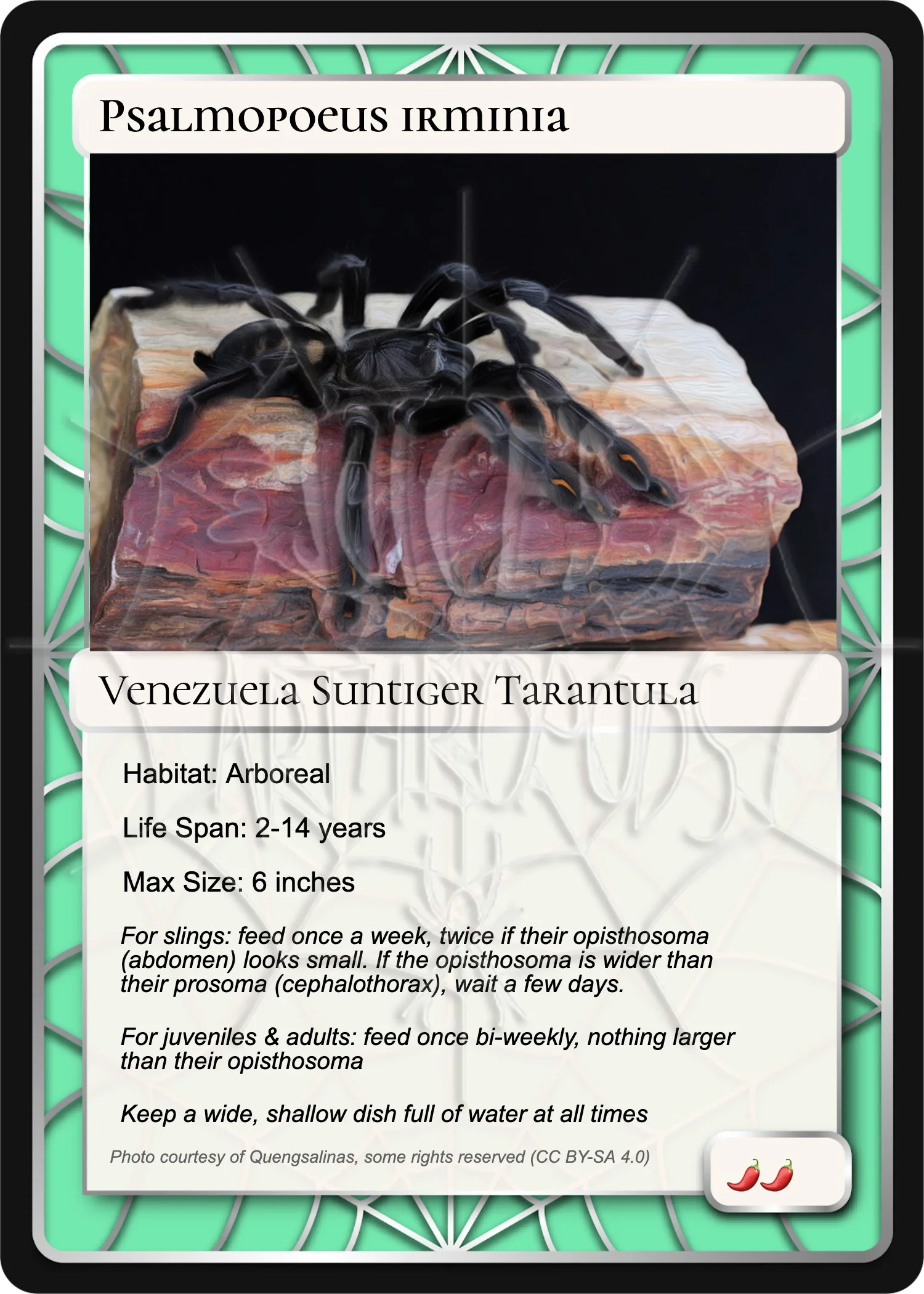 psalmopoeus-irminia-venezuela-suntiger-card.jpg