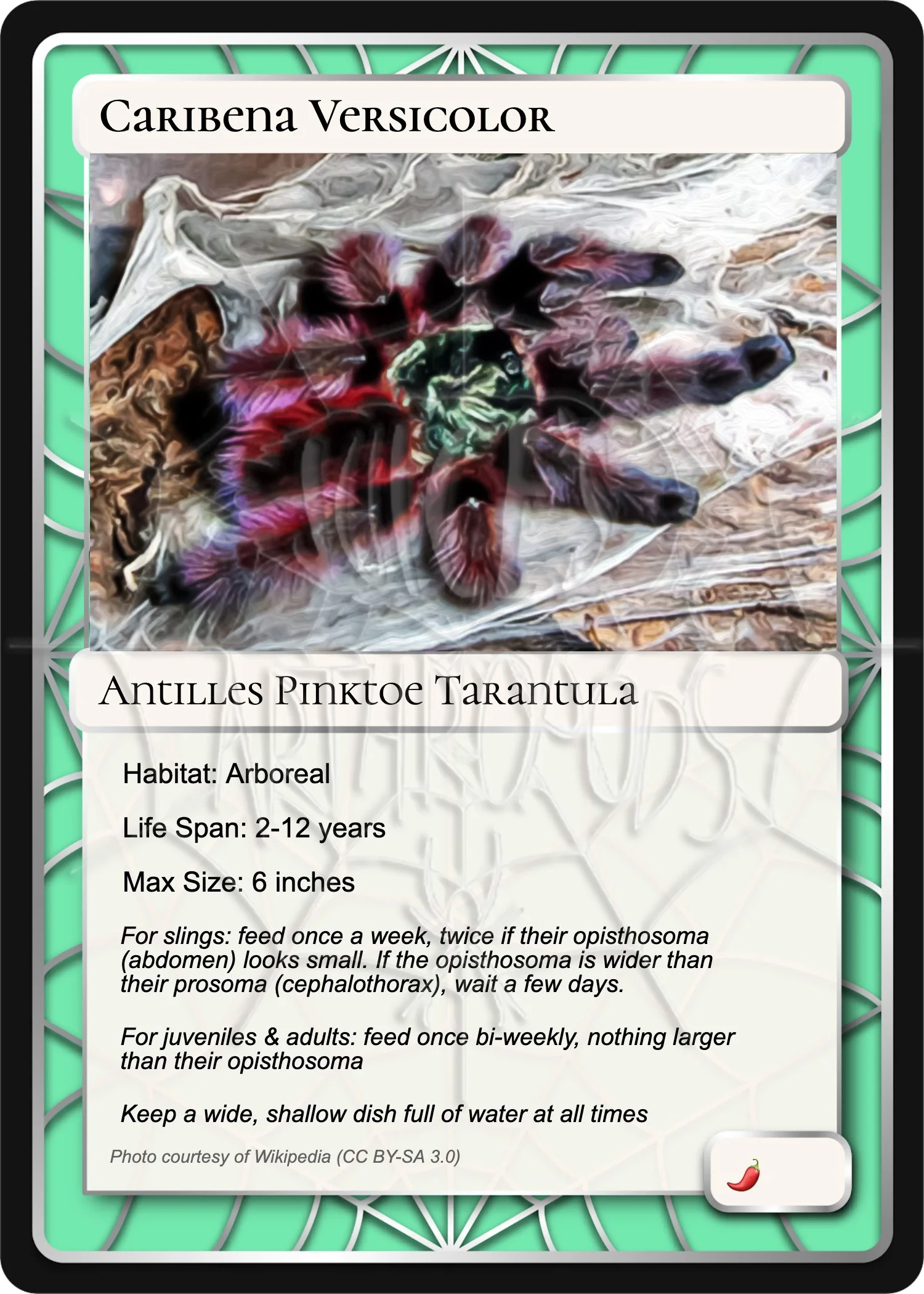 caribena-versicolor-antilles-pinktoe-card.jpg