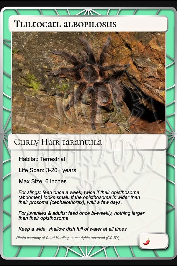 tliltocatl-albopilosus-curly-hair-card.jpg