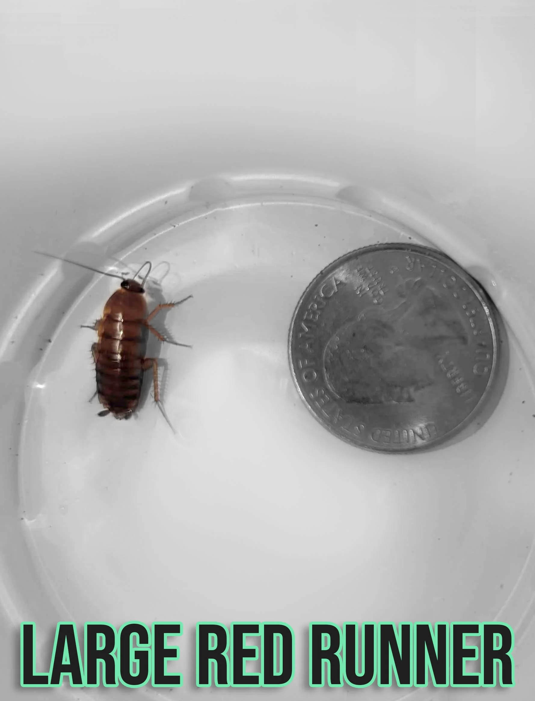 large red runner.jpg