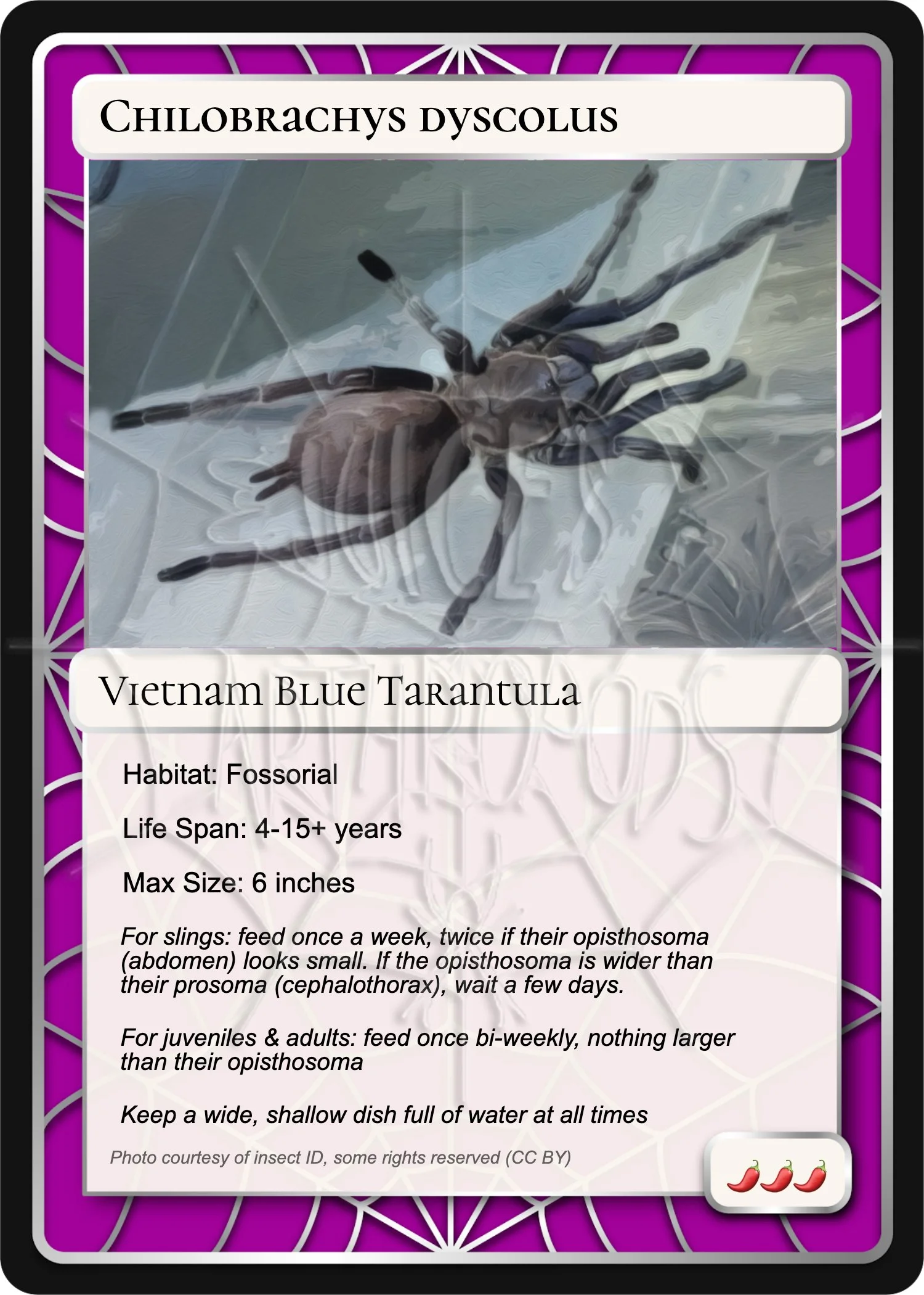 Chilobrachys dyscolus Card