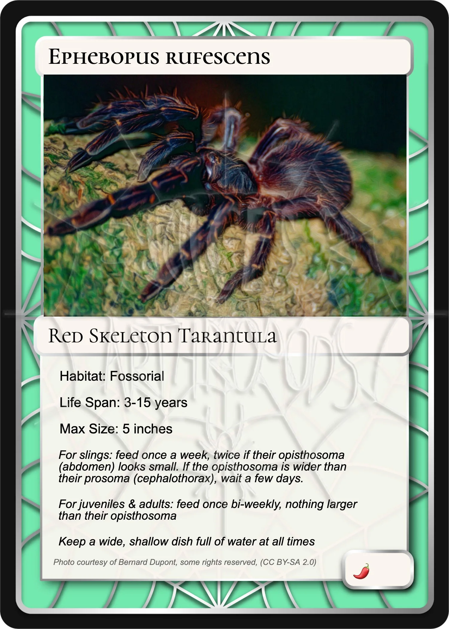 ephebopus-rufescens-red-skeleton-card.jpg