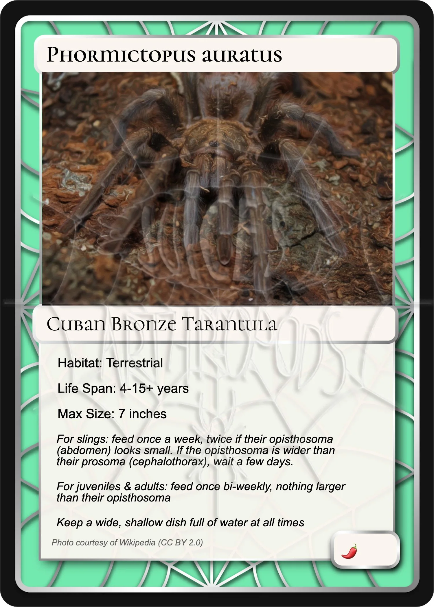 phormictopus-auratus-cuban-bronze-card.jpg