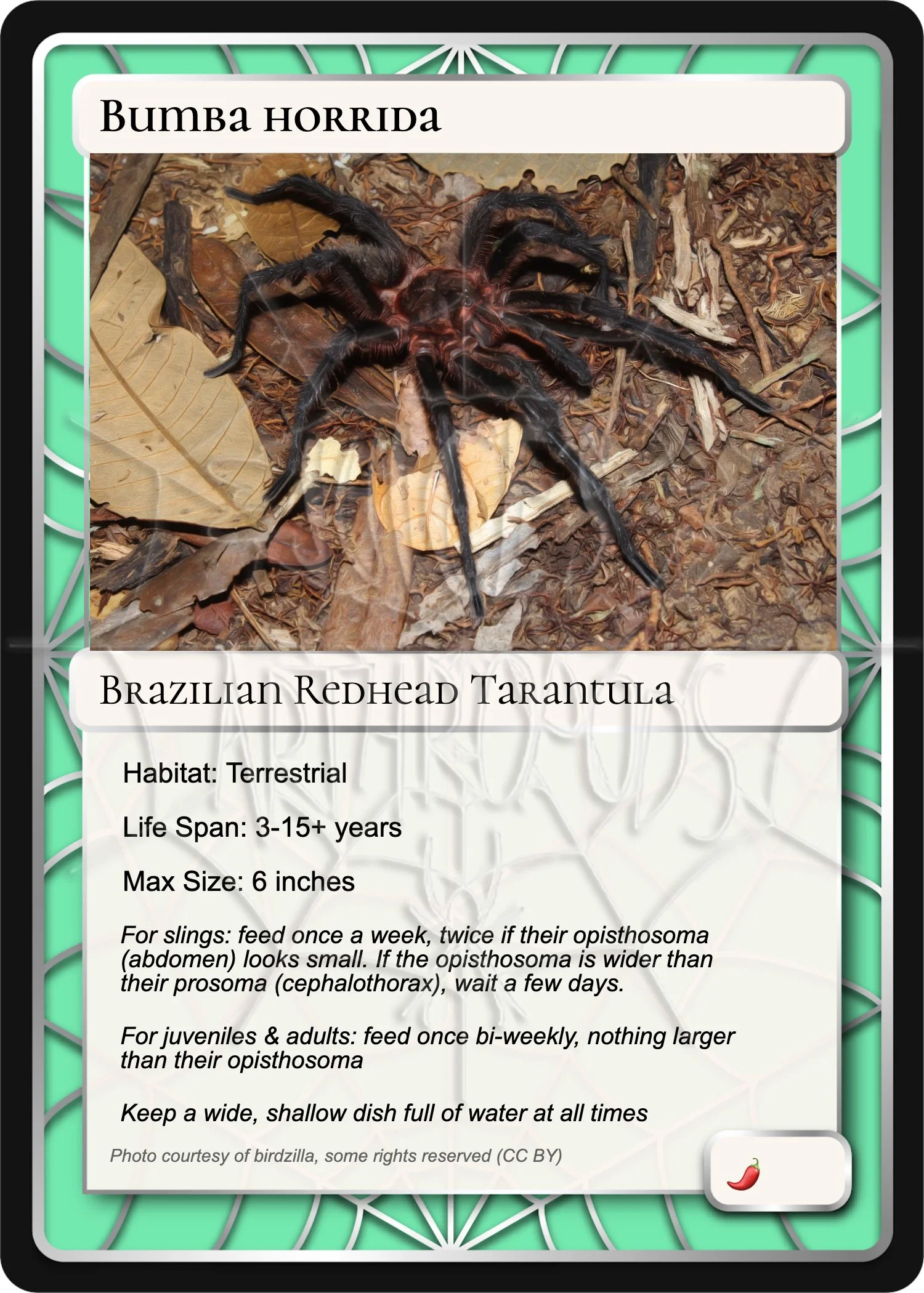 bumba-horrida-brazilian-redhead-card.jpg