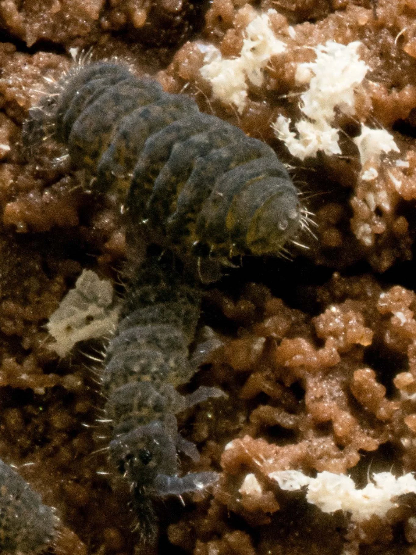 Buy Folsomia candida (White Springtails) — Juice's Arthropods
