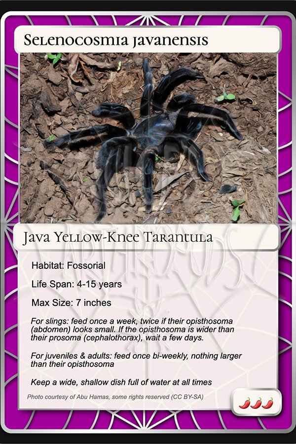 Selenocosmia javanensis Card