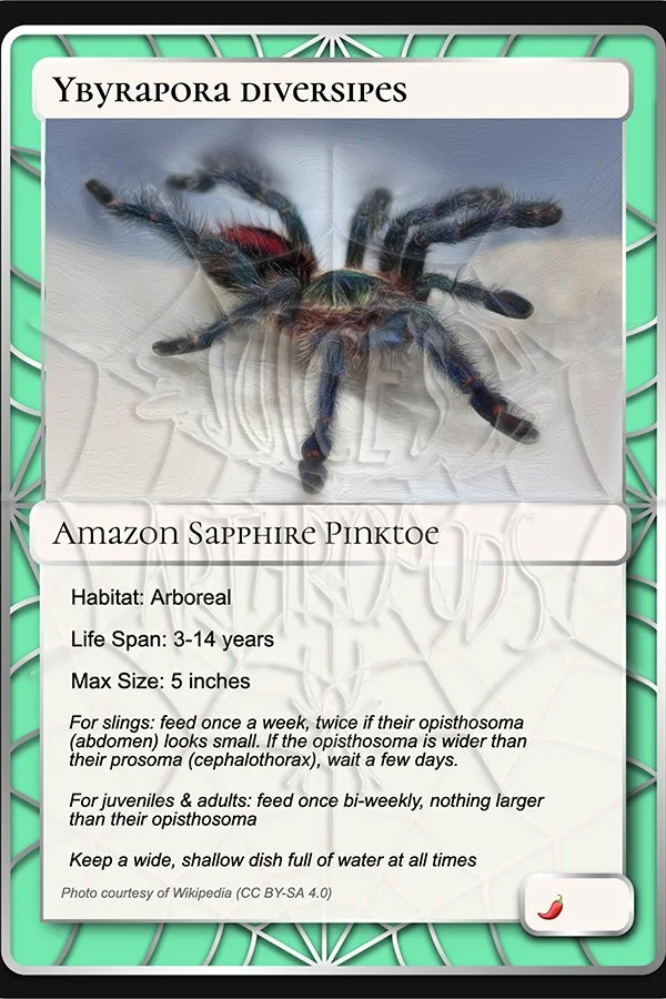 ybyrapora-diversipes-amazon-sapphire-pinktoe-card.jpg