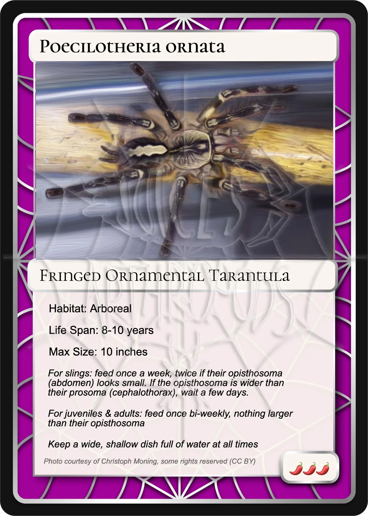 poecilotheria-ornata-fringed-ornamental-card.jpg