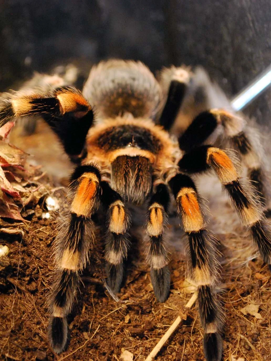 A photograph of a single Brachypelma hamorii (Mexican Red Knee Tarantula)