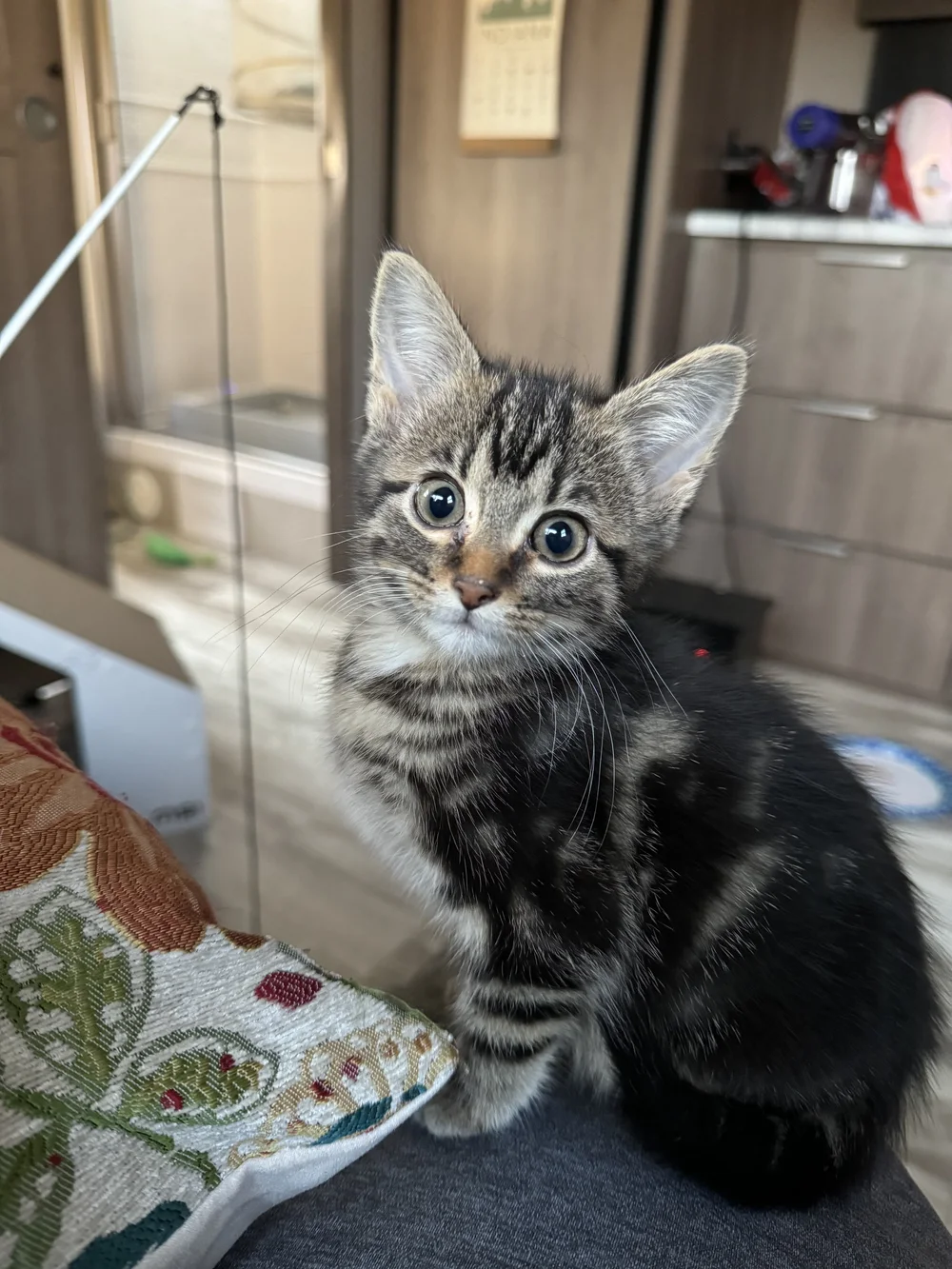  This kitten is so CUTE 