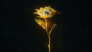 Iridescent | Spec Project