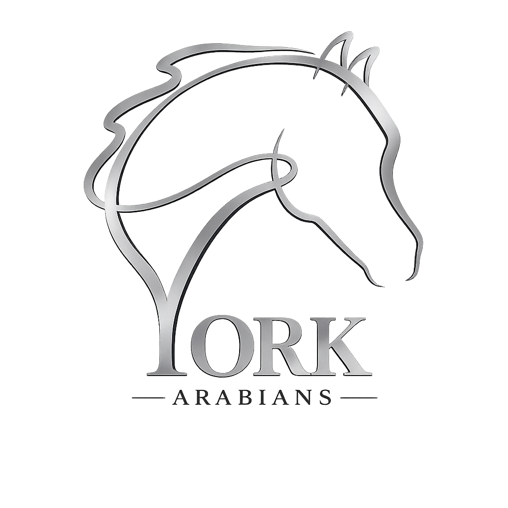 York Arabians