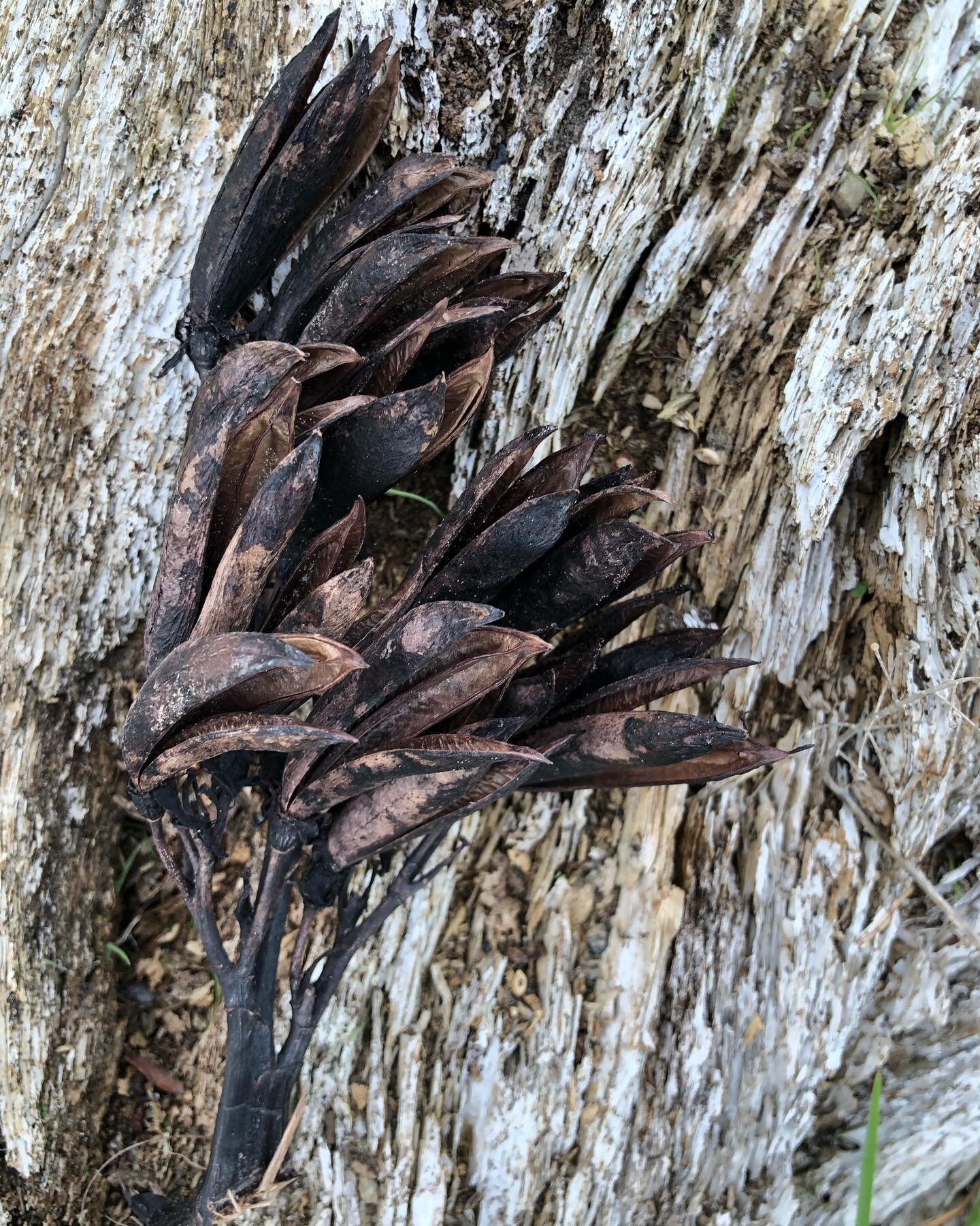 A beautiful and useful native Flax used for clothing, ropes, fishing lines and nets #harakeke #aotearoa