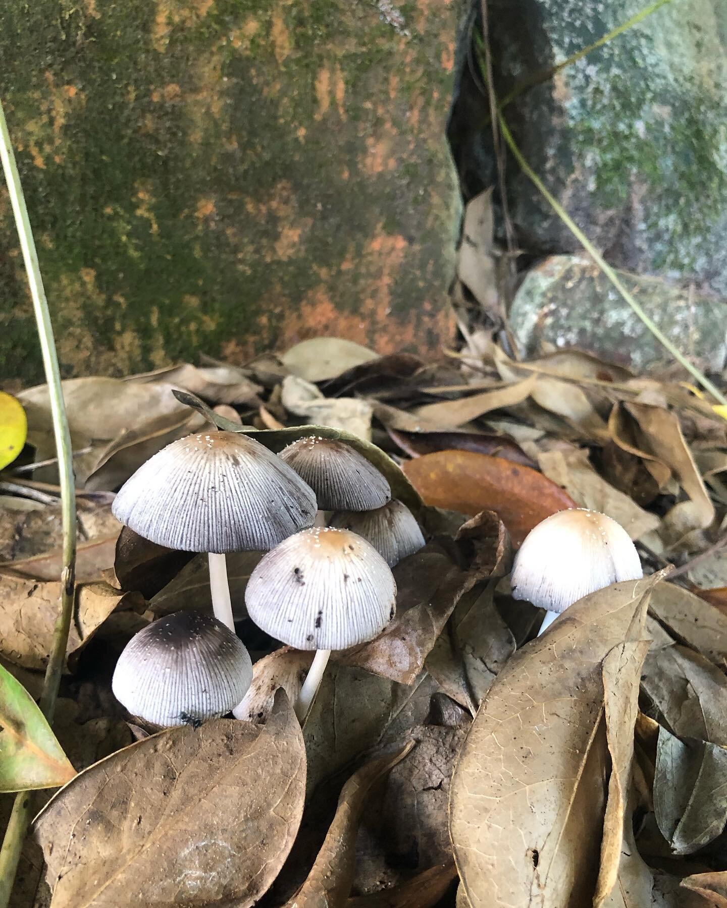 A few little treasures to brighten the day.  The reminder of the works going on underground and the shedding of bark from the eucalypts above as the tree makes room for new growth #mushrooms #eucalptusbark #dharawalcountry