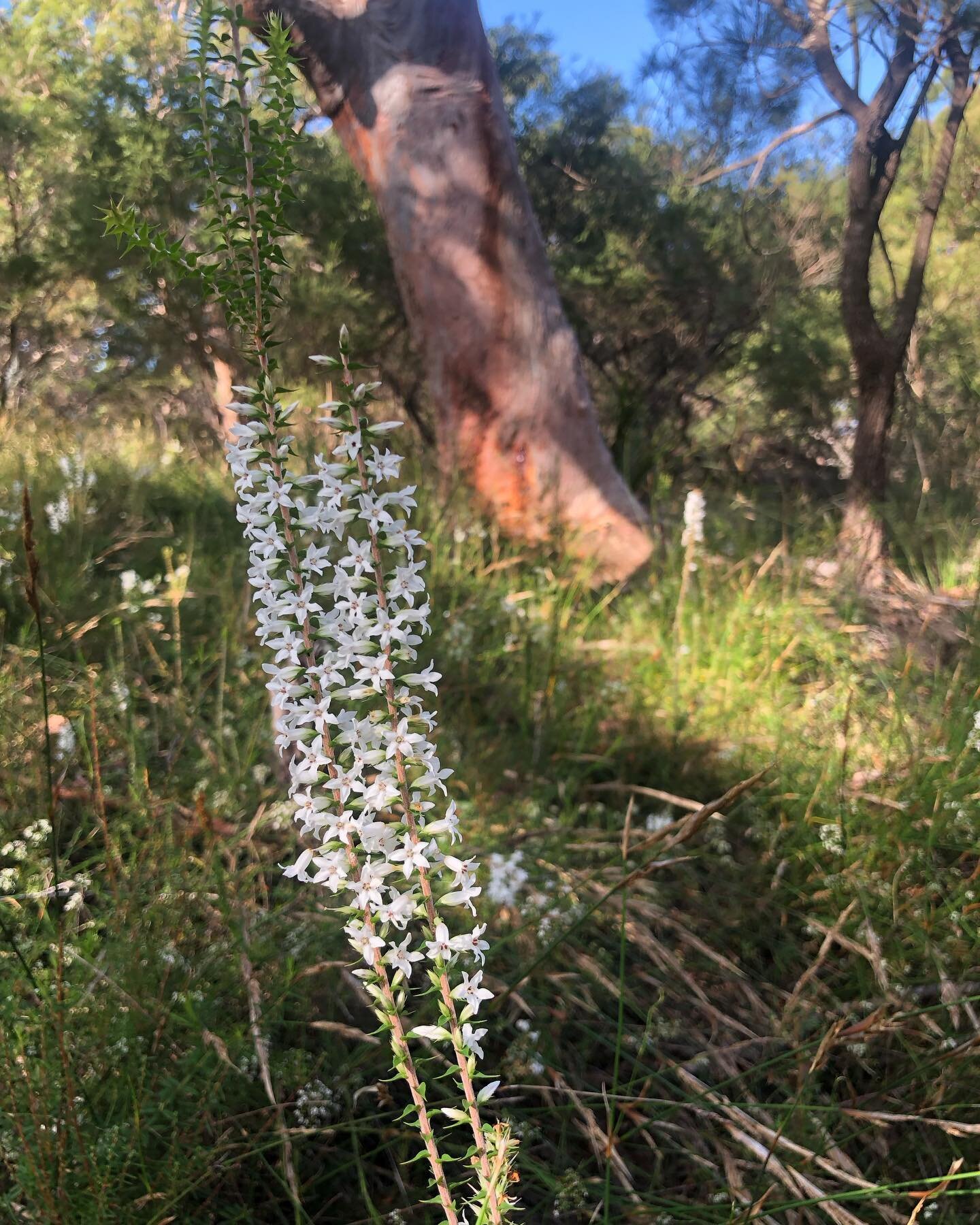 Look out for these delightful blooms, visible now on the heathland community of the Sydney region #epacrispulchella #epacrislongiflora #dharawalcountry #royalnationalpark