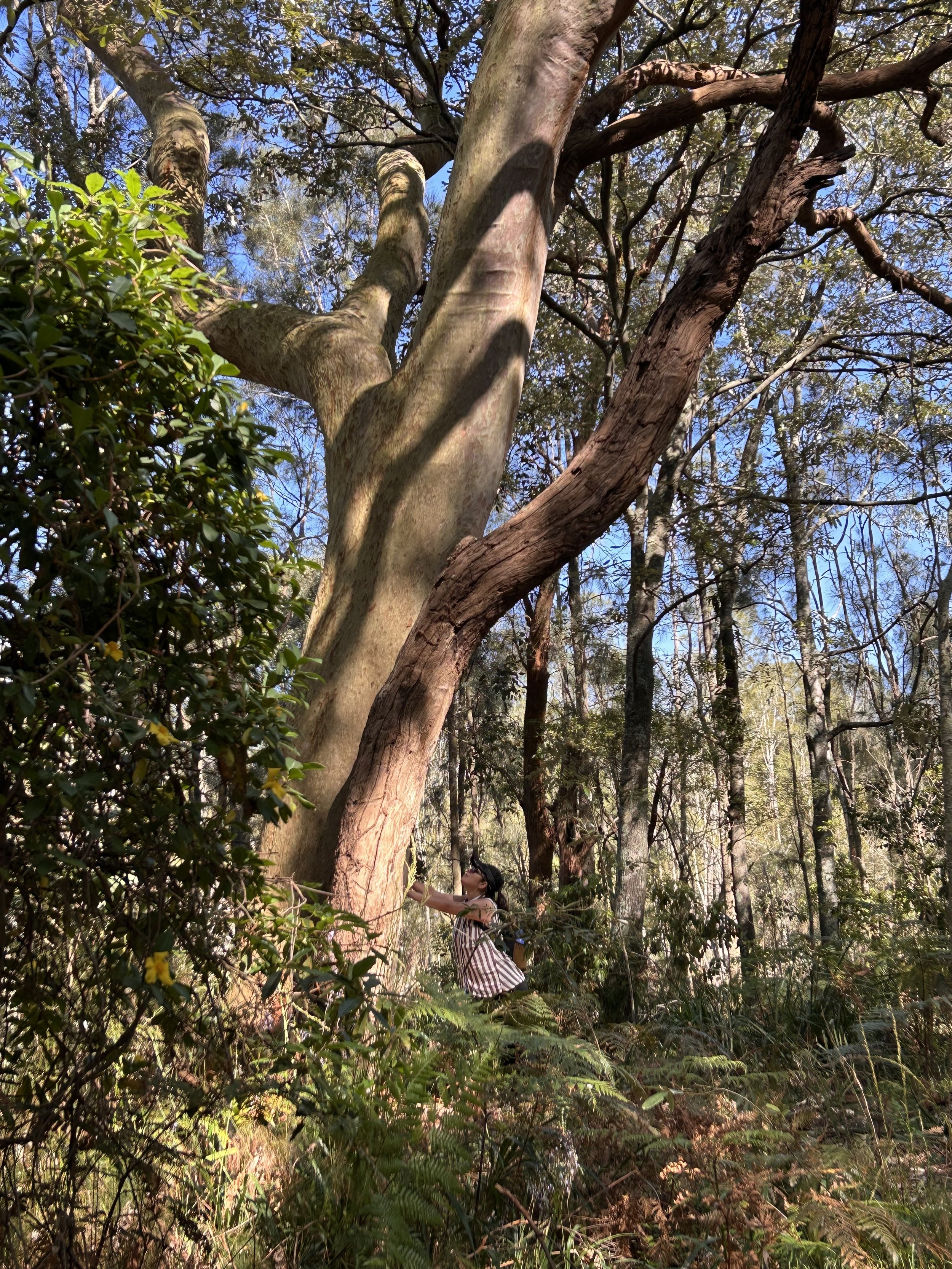 connecting with trees