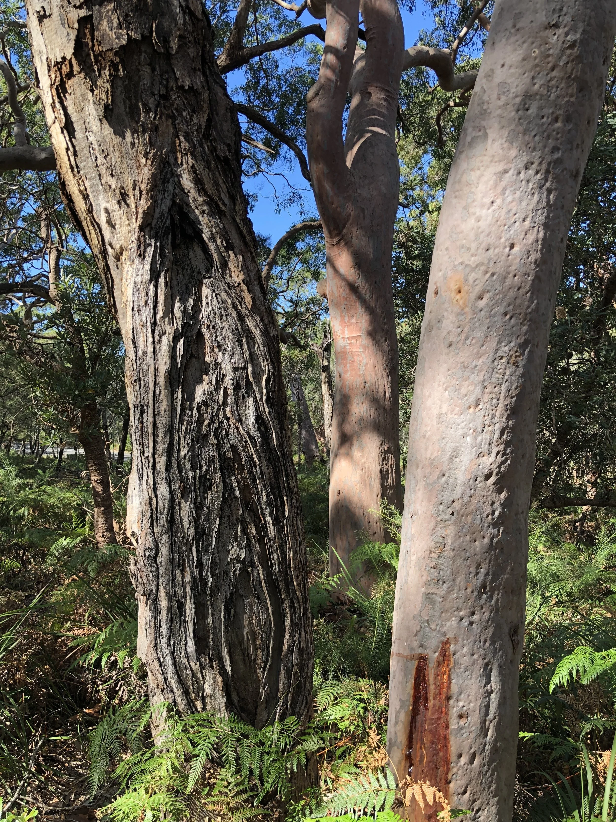 Forest Therapy, Royal National Park