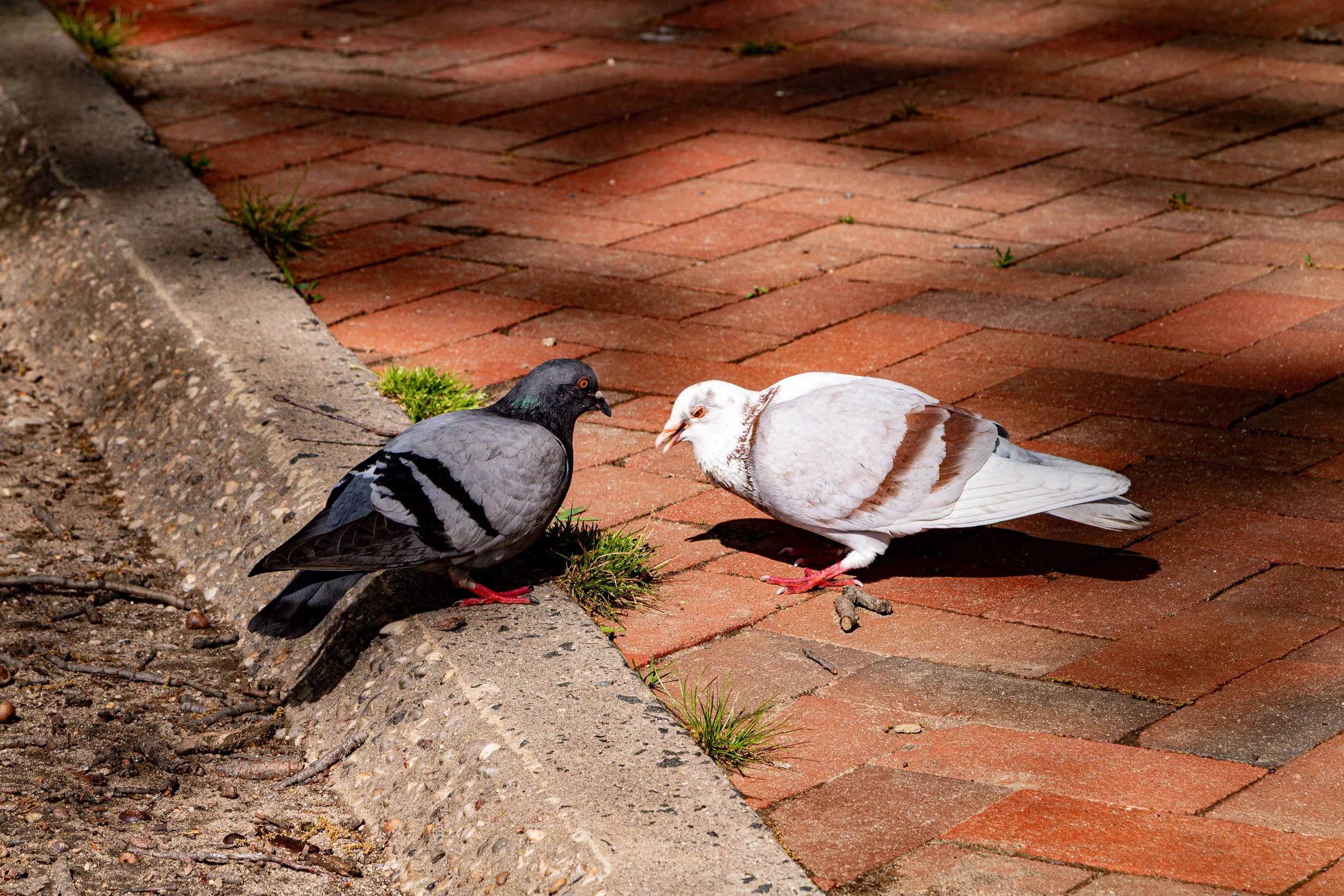 Uptownphotowalk042626 (38).jpg