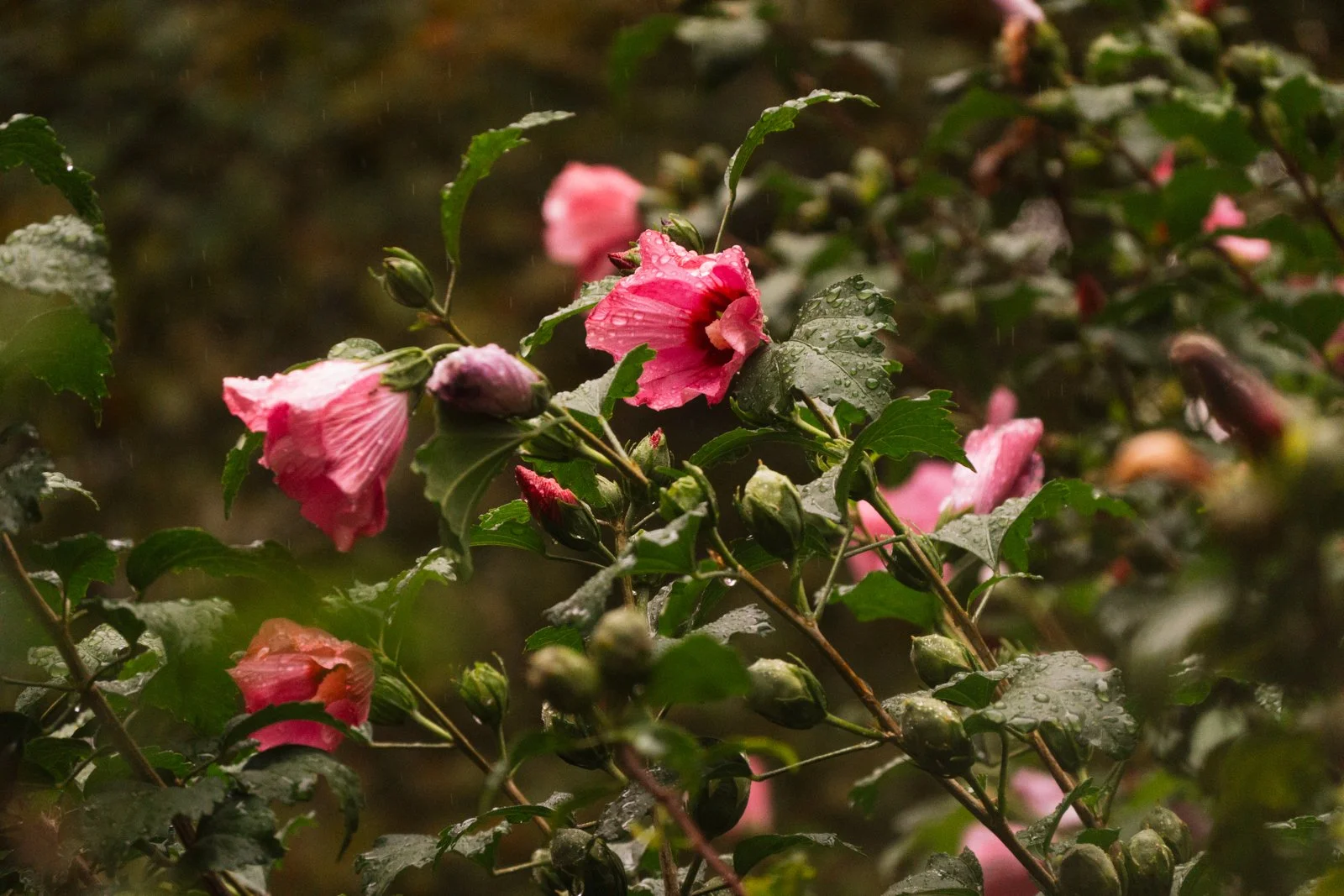 RX108880.jpg