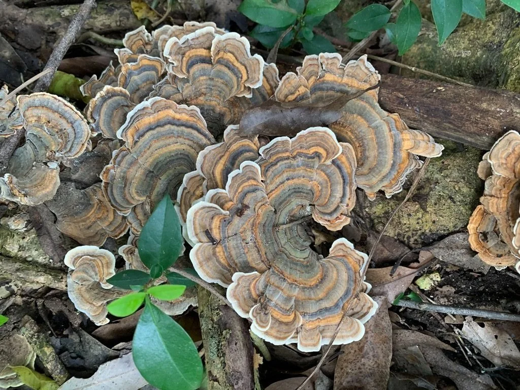 Walk on the wild side: mushroom edition (6 September)
