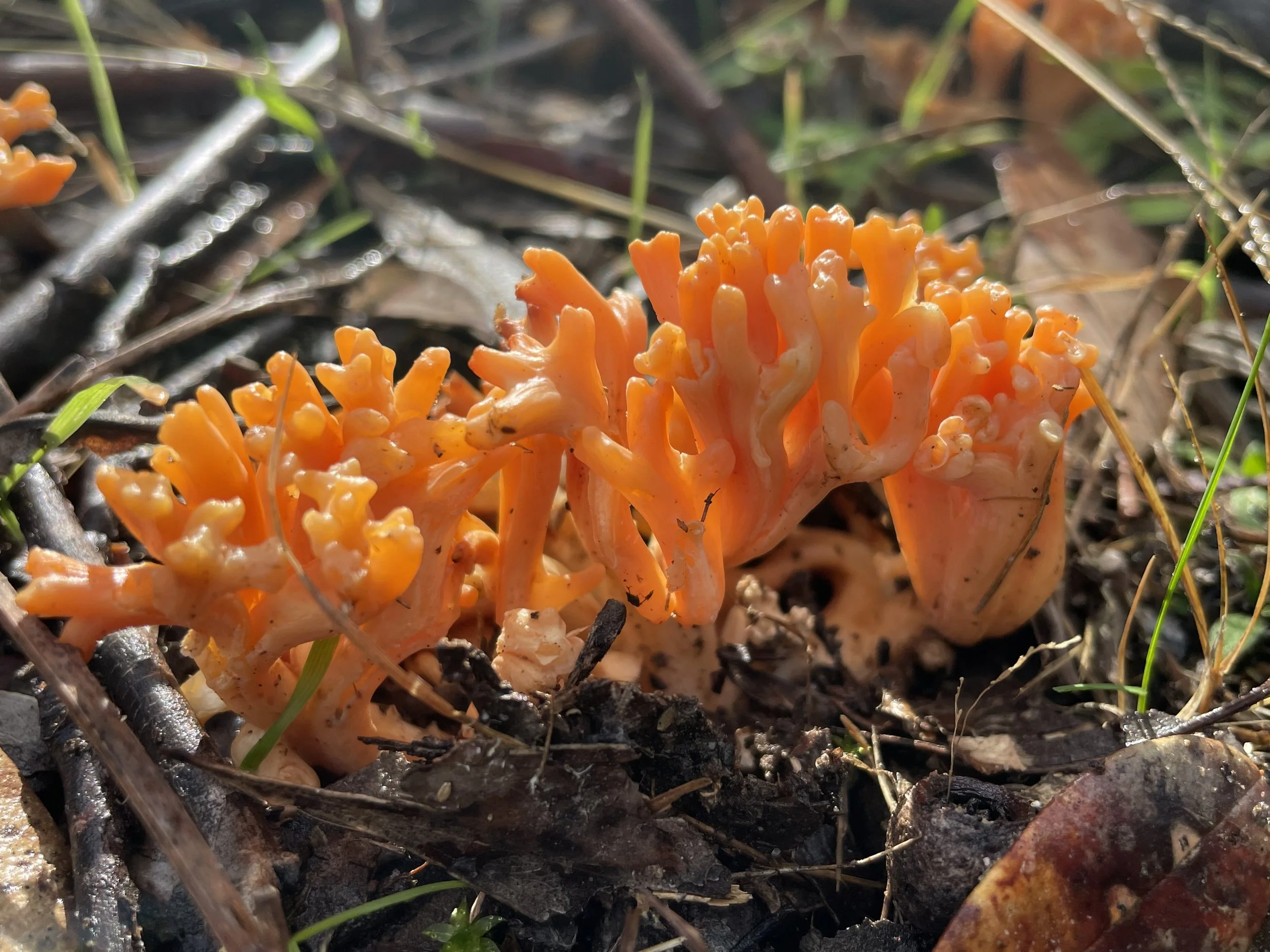 Walk on the wild side: mushroom edition (13 September)