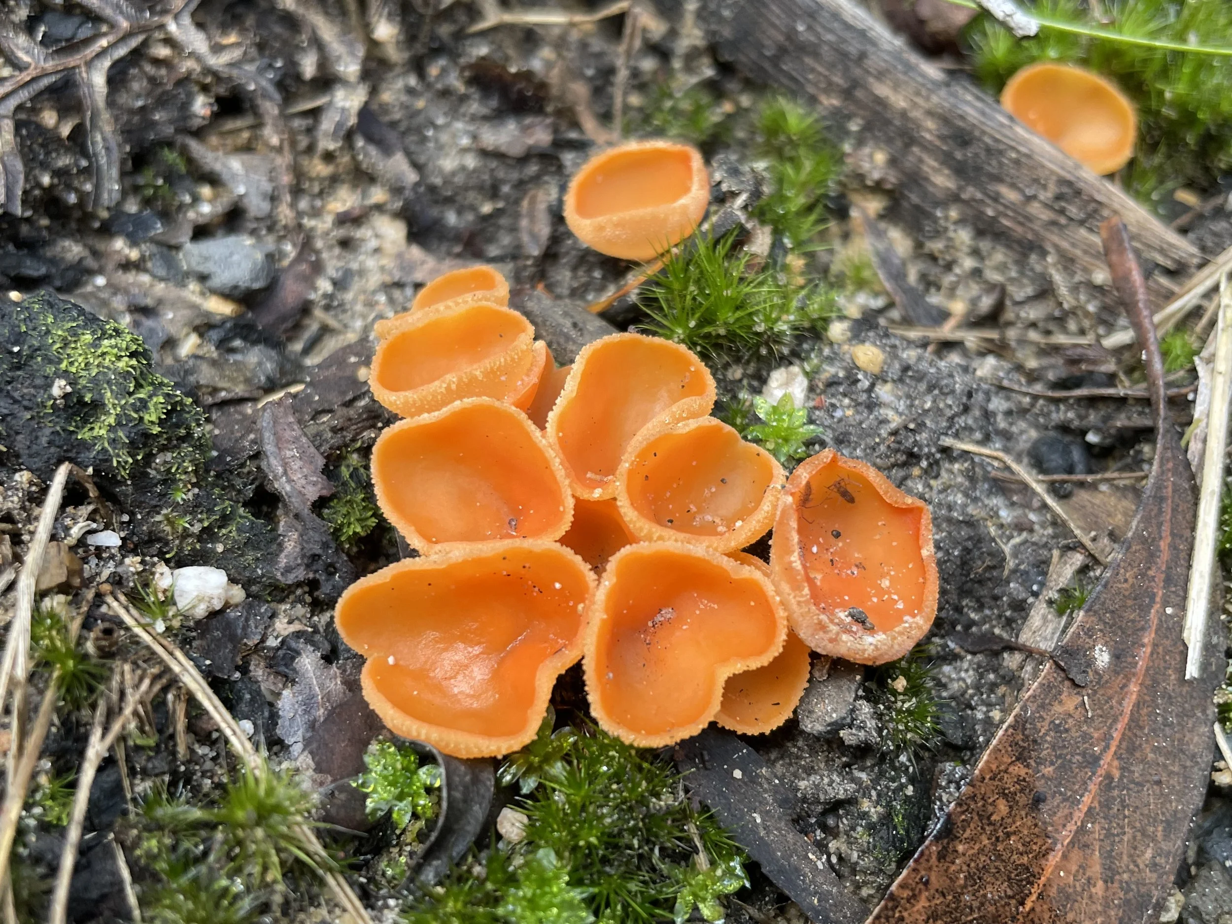 Lake Tabourie Fungi Foray