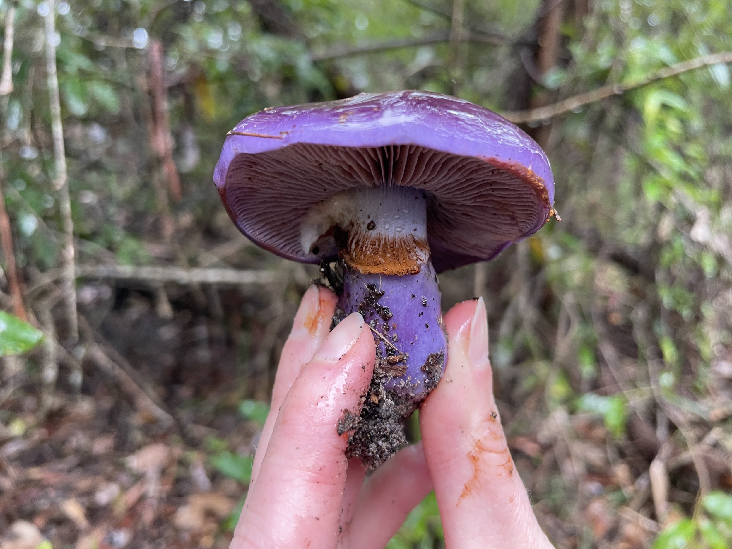 Narrawallee Fungi Foray