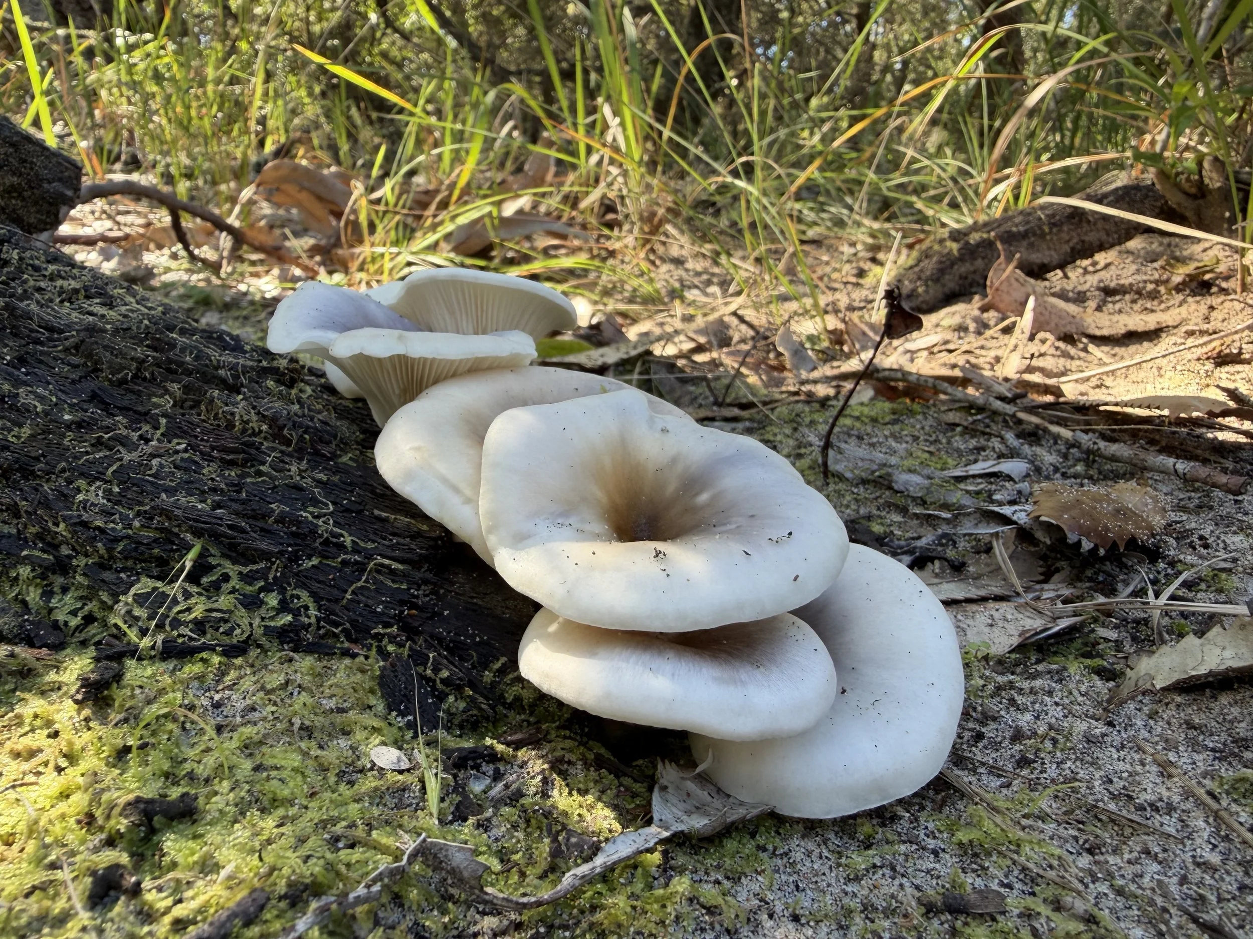 Eurobodalla Fungi Foray 